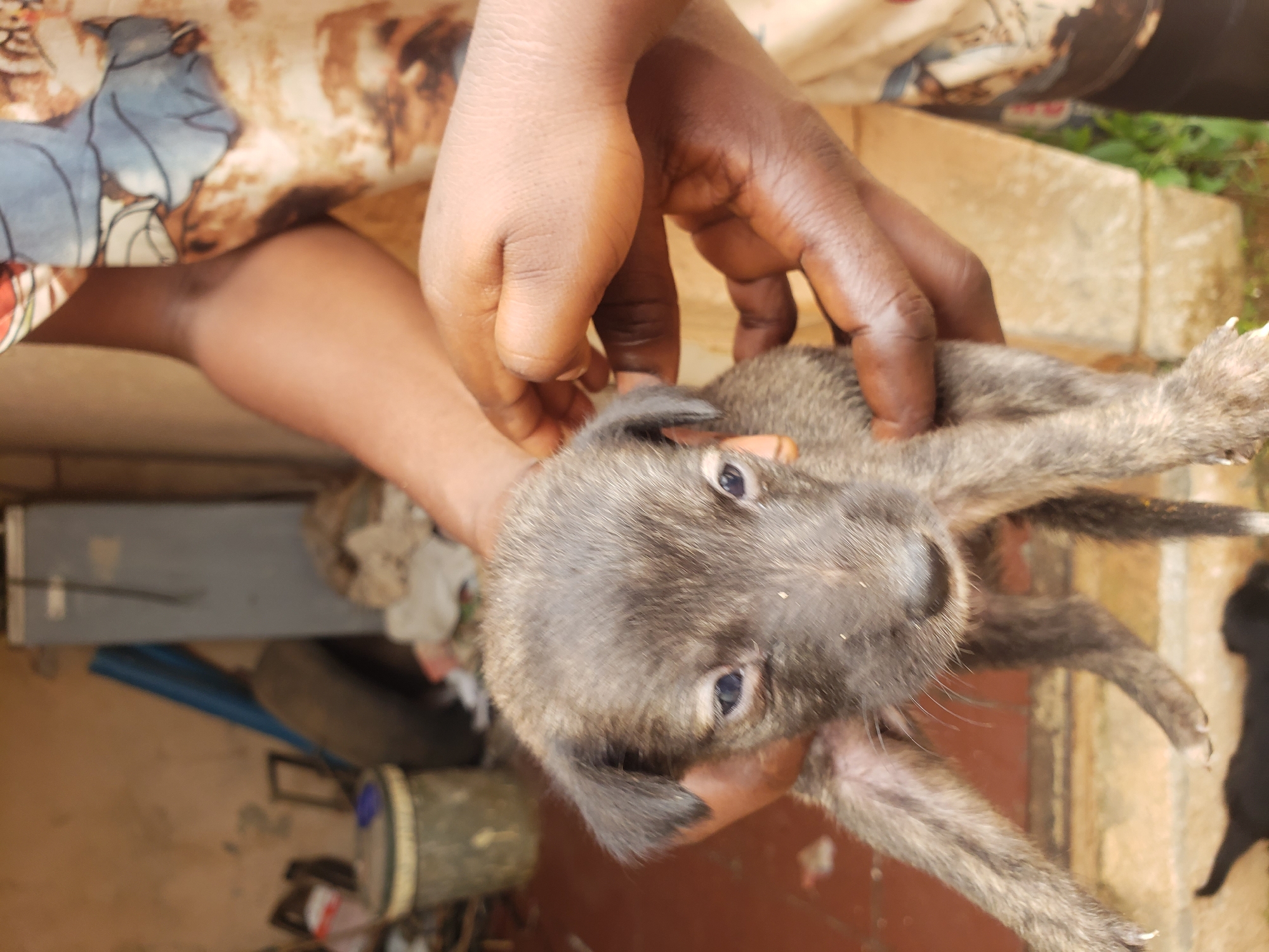 In Sabon Tasha, Nigeria, a person's hands gently cradle a young, brindle-colored puppy. The puppy, with its head tilted slightly, looks directly at the camera with dark eyes. Its ears are perked, and its fur is short and coarse. The background is out of focus, but appears to be an outdoor area with a dirt or concrete floor. There are some objects in the background, including a gray metallic object that may be a refrigerator or a large appliance, and what looks like a discarded tire. The person's arms and torso are visible, wearing a patterned cloth garment. The scene conveys a sense of care and tenderness towards the vulnerable animal.