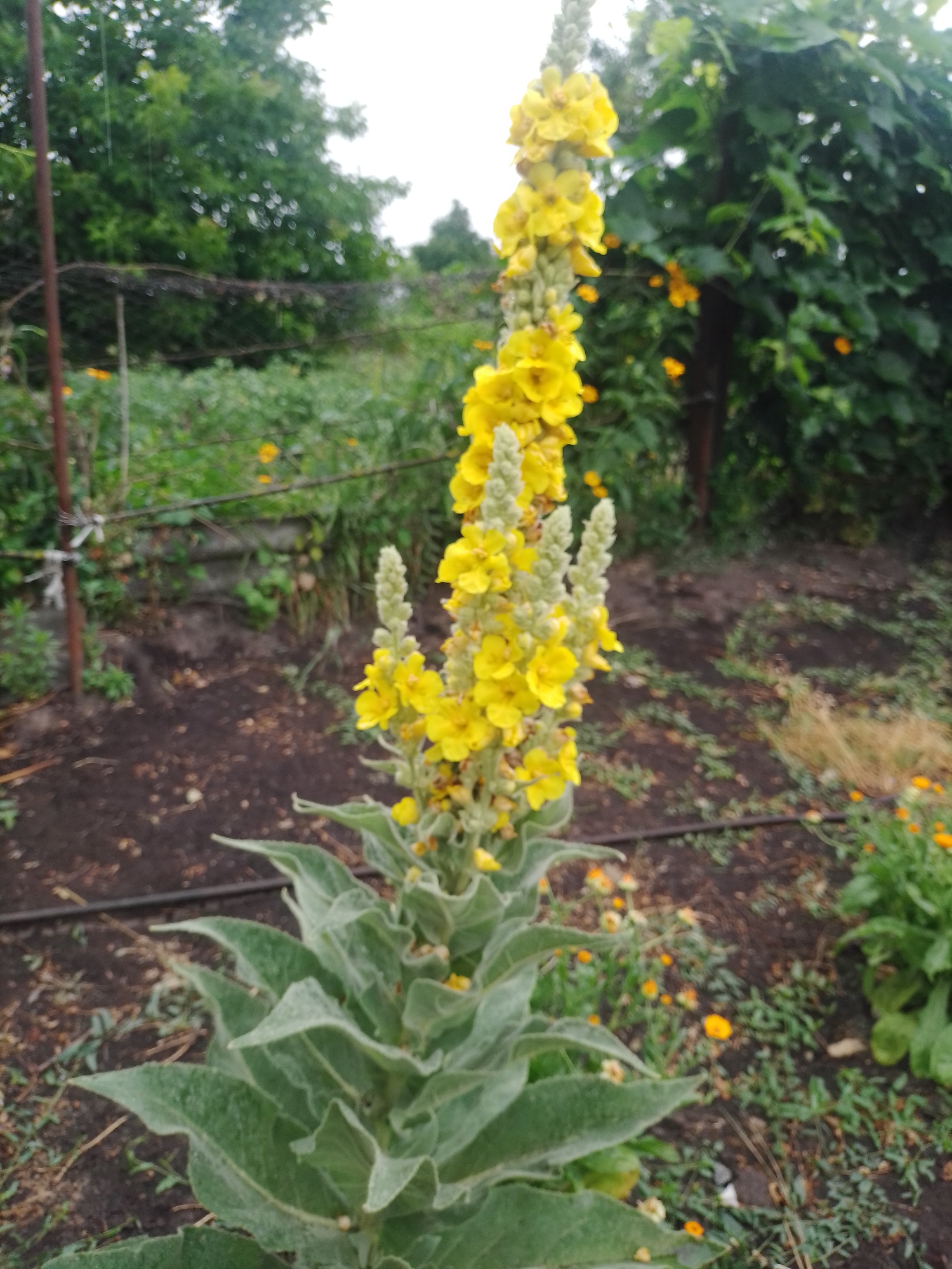 The image captures a close-up view of a tall, flowering plant with bright yellow blossoms, standing prominently in a garden setting. The plant's stalk is adorned with numerous clusters of five-petaled yellow flowers, interspersed with smaller, green buds. Its large, fuzzy green leaves are visible at the base of the stalk. The background reveals a garden with dark soil, scattered green foliage, and smaller yellow flowers. In the distance, lush green trees and a fence are discernible. The overall scene suggests a natural outdoor environment in the city of Ustyvytsia, Ukraine, likely a garden or allotment.