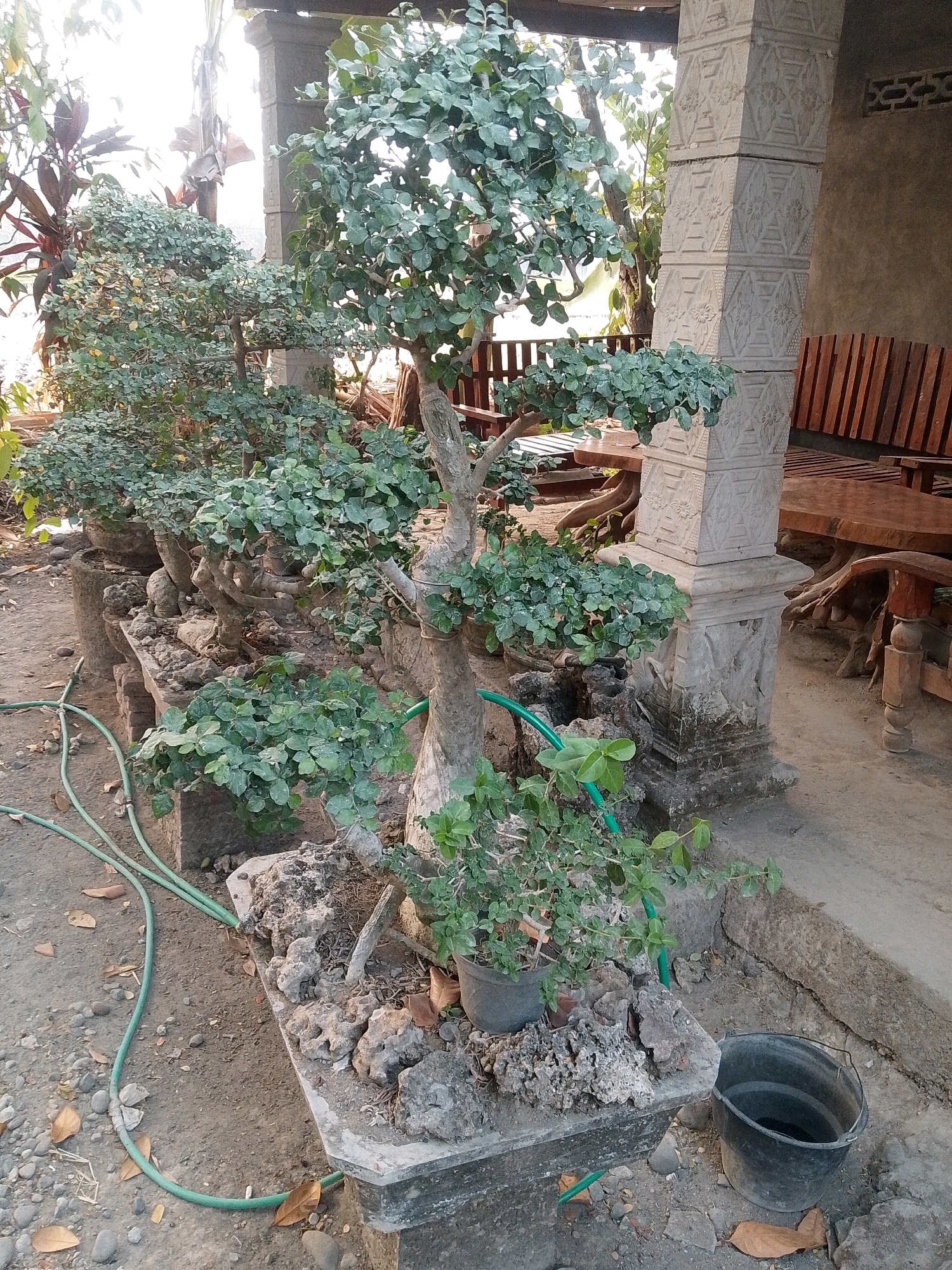 This image depicts an outdoor scene in Gerih, Indonesia, featuring a collection of bonsai trees arranged in a line. The trees are planted in concrete planters and are surrounded by rocks and soil. A green garden hose snakes across the ground near the planters. In the background, there are stone pillars with decorative carvings, wooden benches, and wooden tables. A black bucket sits on the ground to the right of the planters. The environment appears to be a shaded outdoor area, possibly a garden or patio, with natural light filtering through from above. There are no people visible in the image.