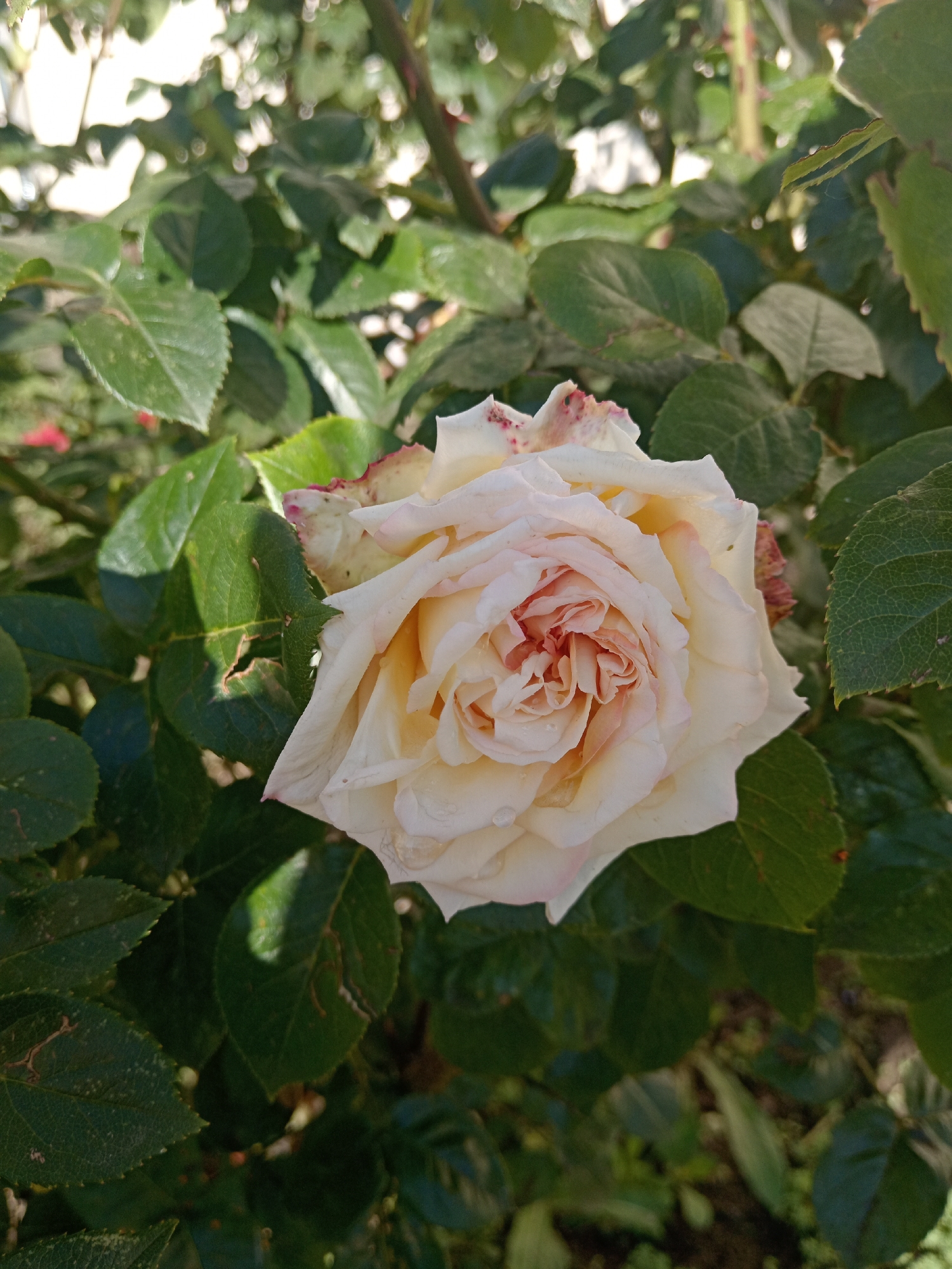 A close-up, eye-level shot showcases a pale pink and cream rose in full bloom, surrounded by dark green foliage. The rose, the primary subject, is positioned slightly right of center and is richly detailed with layered petals. Some petals exhibit a slight wilting and discoloration on the edges, with hints of pink speckling. Small water droplets are visible on some petals, suggesting recent watering or dew. The background consists of dense, green leaves, some in sharp focus, others softly blurred, creating a natural, garden-like environment. The lighting suggests it is daytime, with sunlight dappling through the leaves and illuminating parts of the rose. The scene depicts a single, blooming rose in a garden setting, with no human presence or activity indicated. The location is specified as the city of Uchkeken, Russia, though no specific landmarks within the city are identifiable from the image.