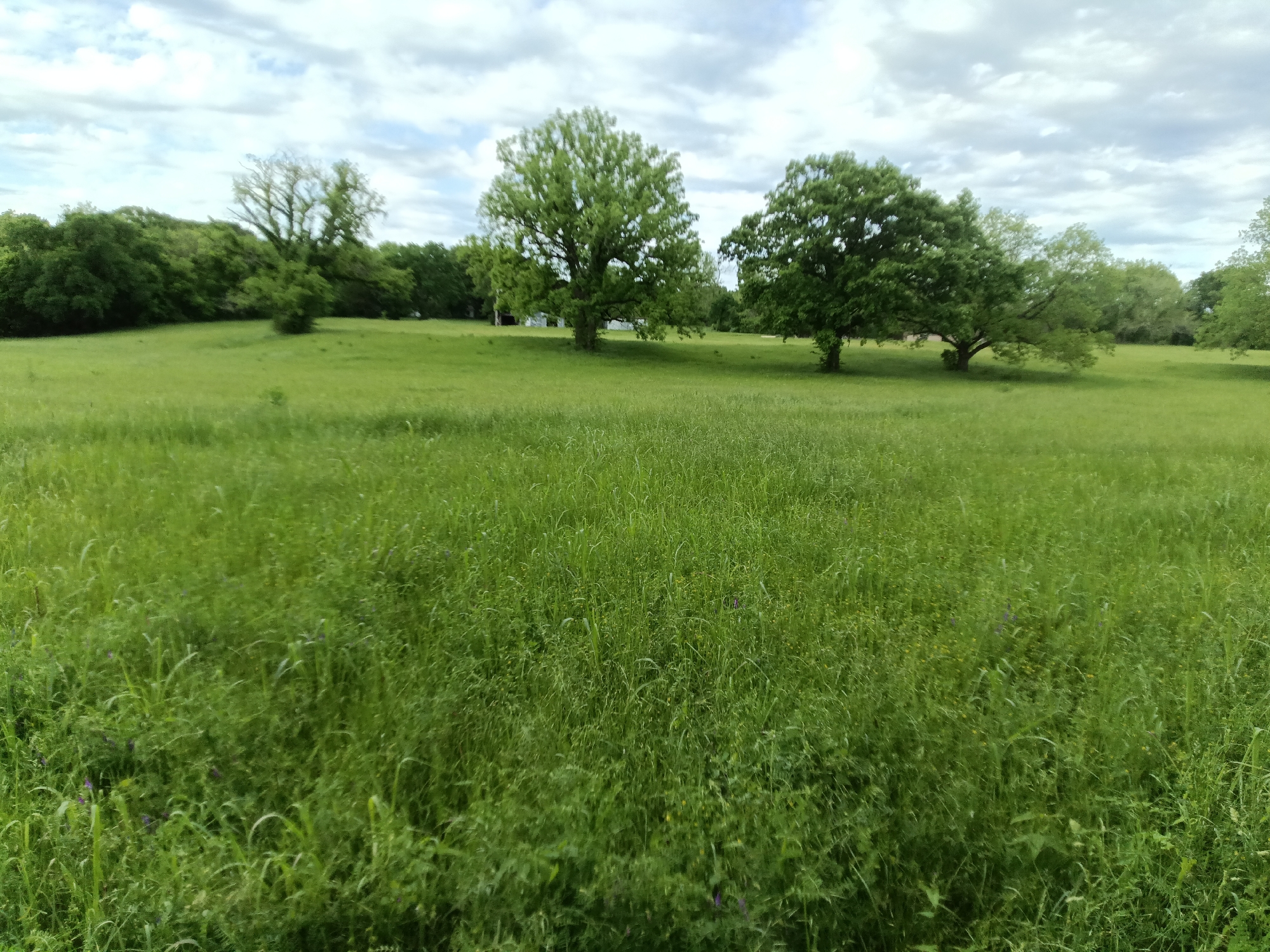 This media file captures a serene, natural landscape in Tahlequah, United States of America. The primary subject is a vast, open green field, densely covered with tall, vibrant grass that dominates the foreground and midground of the image. Scattered across this field, particularly in the midground, are several large deciduous trees with full, leafy canopies, suggesting late spring or summer. One prominent tree in the left-center midground appears to have some bare or lighter-colored branches compared to the others, possibly indicating an older tree or a different species. A denser line of trees forms a dark green backdrop along the distant horizon.
The sky above is largely overcast, filled with a mix of white and light grey clouds, indicating a cloudy or partly cloudy day. Despite the clouds, there is ample natural light, suggesting it is daytime. No specific activity or event is taking place; the scene is static and peaceful. There are no people or animals visible in the frame. No text is present in the image. The setting evokes a sense of rural tranquility.