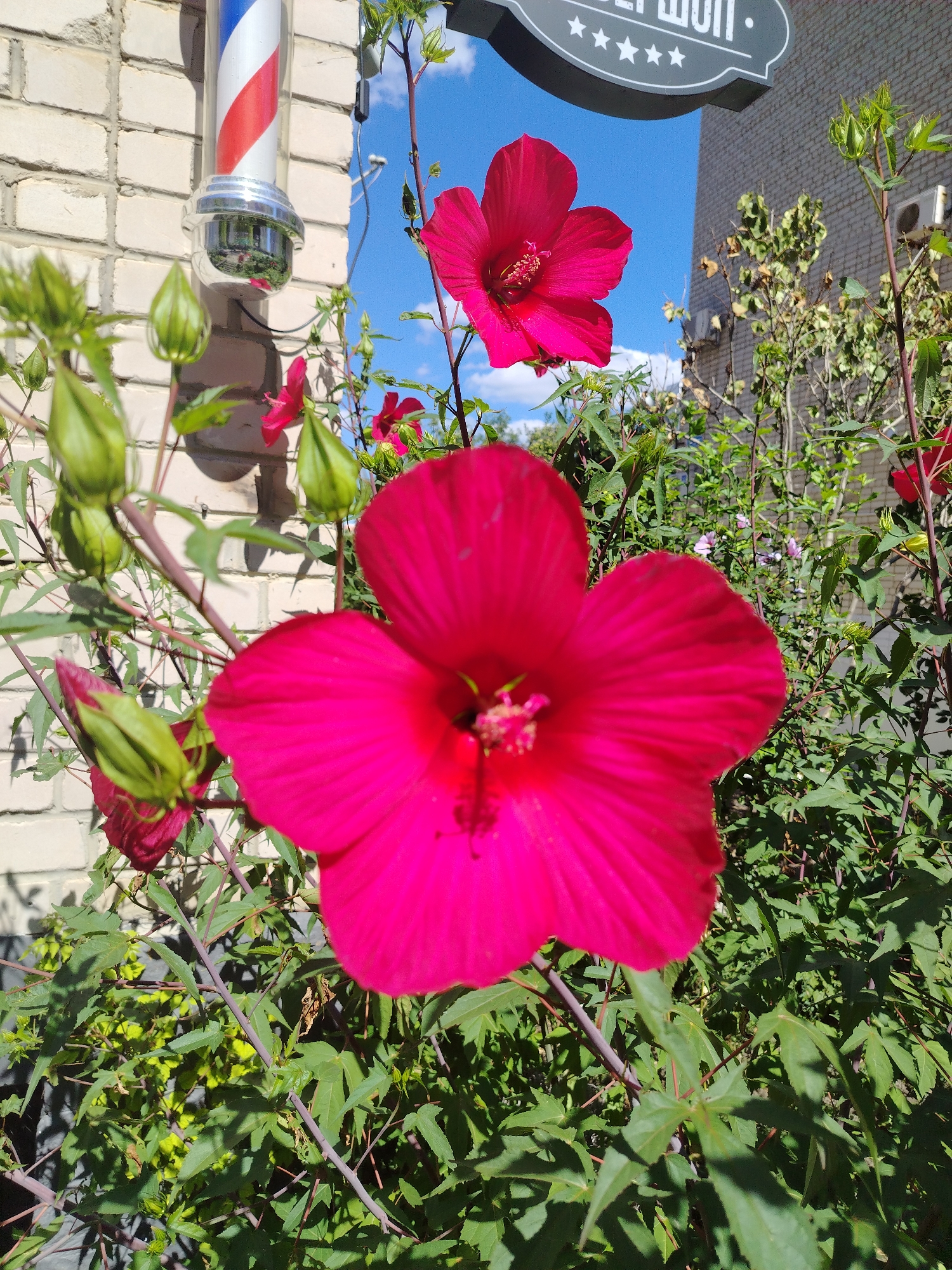 In Anapa, Russia, a barber pole with red and white stripes is mounted on a light-colored brick wall. In front of the wall, a vibrant pink hibiscus flower is in full bloom, its petals spread wide, and another partially open hibiscus bloom is visible in the background. The scene is framed by lush green foliage and buds on the plant's stems. A grey sign with white stars and text hangs above the brick wall, and a clear blue sky with scattered clouds is visible in the upper portion of the image. The overall setting suggests an outdoor location, possibly near a business establishment in Anapa.