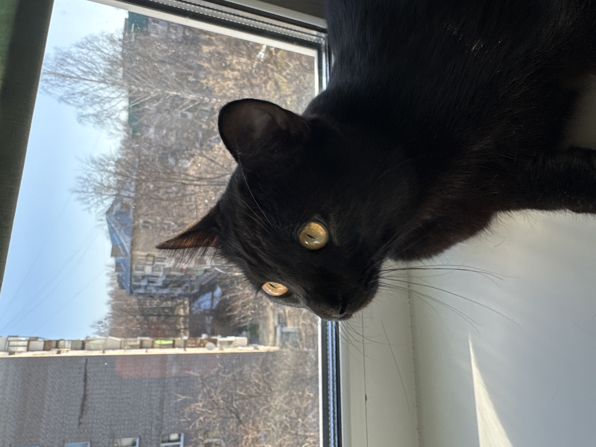 A black cat with striking yellow-gold eyes is the central subject, captured from an overhead perspective while it rests on a white windowsill. The cat's fur is primarily black, with a few lighter hairs visible on its body and dark whiskers fanning out from its snout.
The cat is looking out of a window, which frames a view of an urban or suburban environment in Chaikovsky, Russia. Outside, leafless trees suggest an autumn or winter season, with their branches stretching against a clear blue sky. In the distance, several multi-story residential buildings, typical of Russian architecture, are visible. The scene is illuminated by bright daylight, creating a strong reflection on the white windowsill and shining vividly in the cat's eyes. The cat appears alert and curious, seemingly observing the activity outside. No visible text is present in the image.
