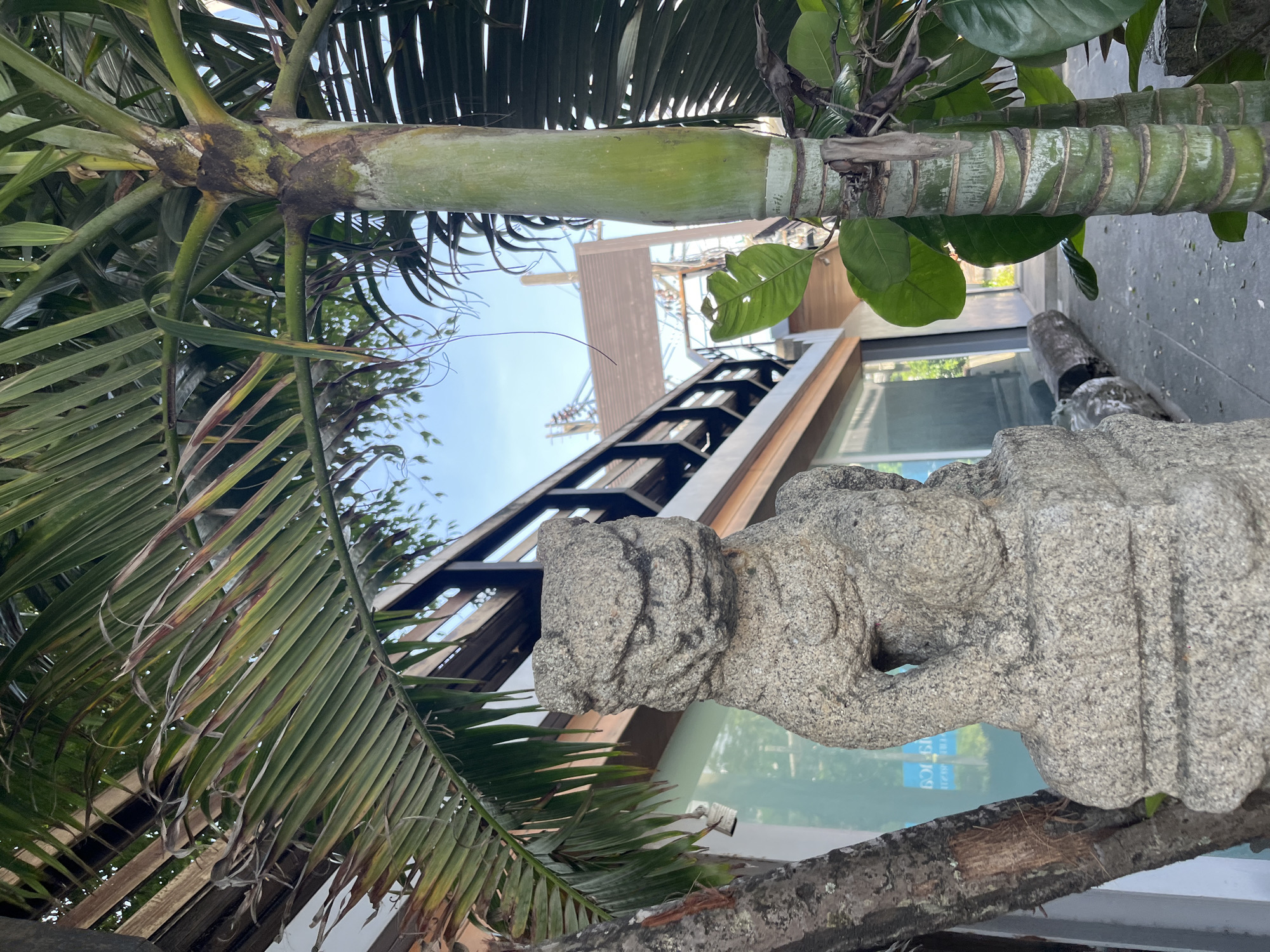 In the city of Choeng Thale, Thailand, a stone statue of a lion or dog-like creature sits in front of a building with large windows. The statue is positioned to the left of a tall, green palm tree with thick, segmented trunks and large, broad leaves. To the left of the statue, a portion of a tree with rough bark is visible. Above and behind the statue, a wooden balcony or railing is present. The ground is paved with a light-colored surface, and there are some fallen leaves scattered around. The sky is visible in the background, appearing clear and blue. The overall scene suggests an outdoor setting, possibly a garden or courtyard area adjacent to a structure.