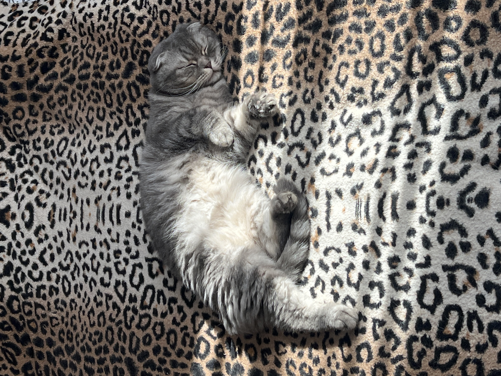 A gray Scottish Fold cat is lying on its back on a leopard-print blanket. The cat's eyes are closed. The blanket is partially illuminated by sunlight. There is no evidence to suggest that this image was taken in Votkinsk, Russia.