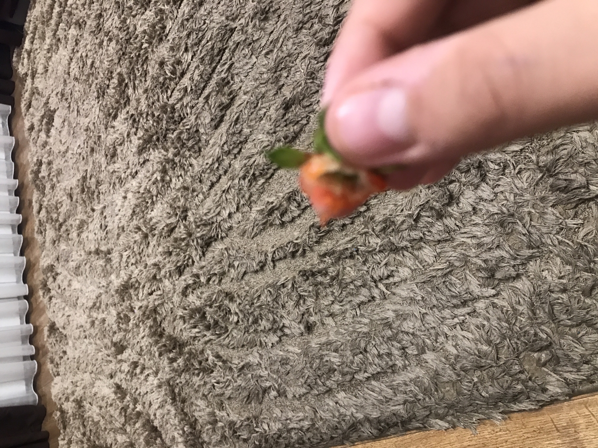 A blurry hand holds a small piece of orange and green matter above a gray shag rug. The rug sits partially on a wooden floor and is bordered on the left by white vertical blinds. The scene's location is unknown, and there is no evidence to suggest it is in Yerevan, Armenia.