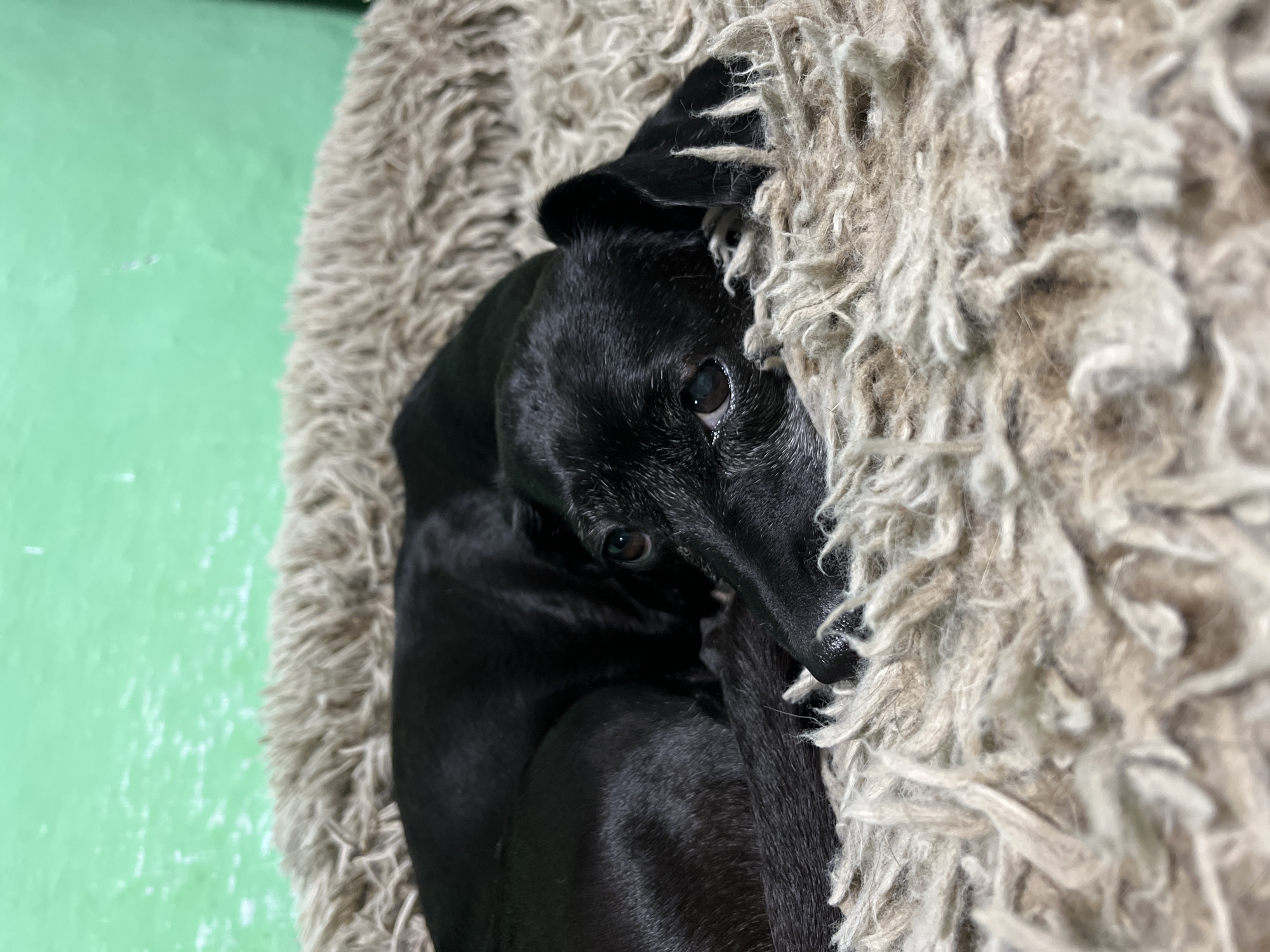 A black dog is curled up on a shaggy, beige dog bed. The dog's head is resting on its paws, and its eyes are open, looking towards the camera. The background is a blurry, bright green wall. The image was taken indoors. There is no information available to determine the location in the city of Nizhny Tagil, Russia.