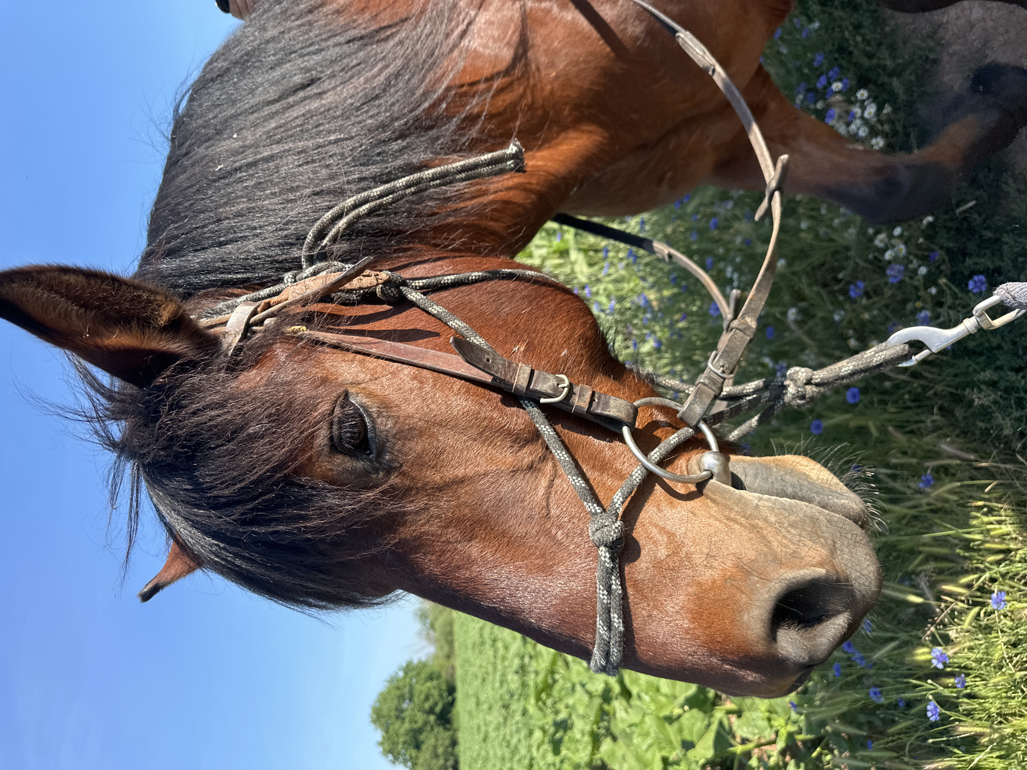 The image shows a close-up of a brown horse's head and neck, outdoors in a field. The horse is wearing a bridle made of leather and rope. The background consists of a lush green field with scattered small blue and white flowers, and a clear blue sky. A single green tree is visible in the distance on the left. The lighting suggests it is daytime, likely a sunny day. The scene is located in Voynegovtsi, Bulgaria.