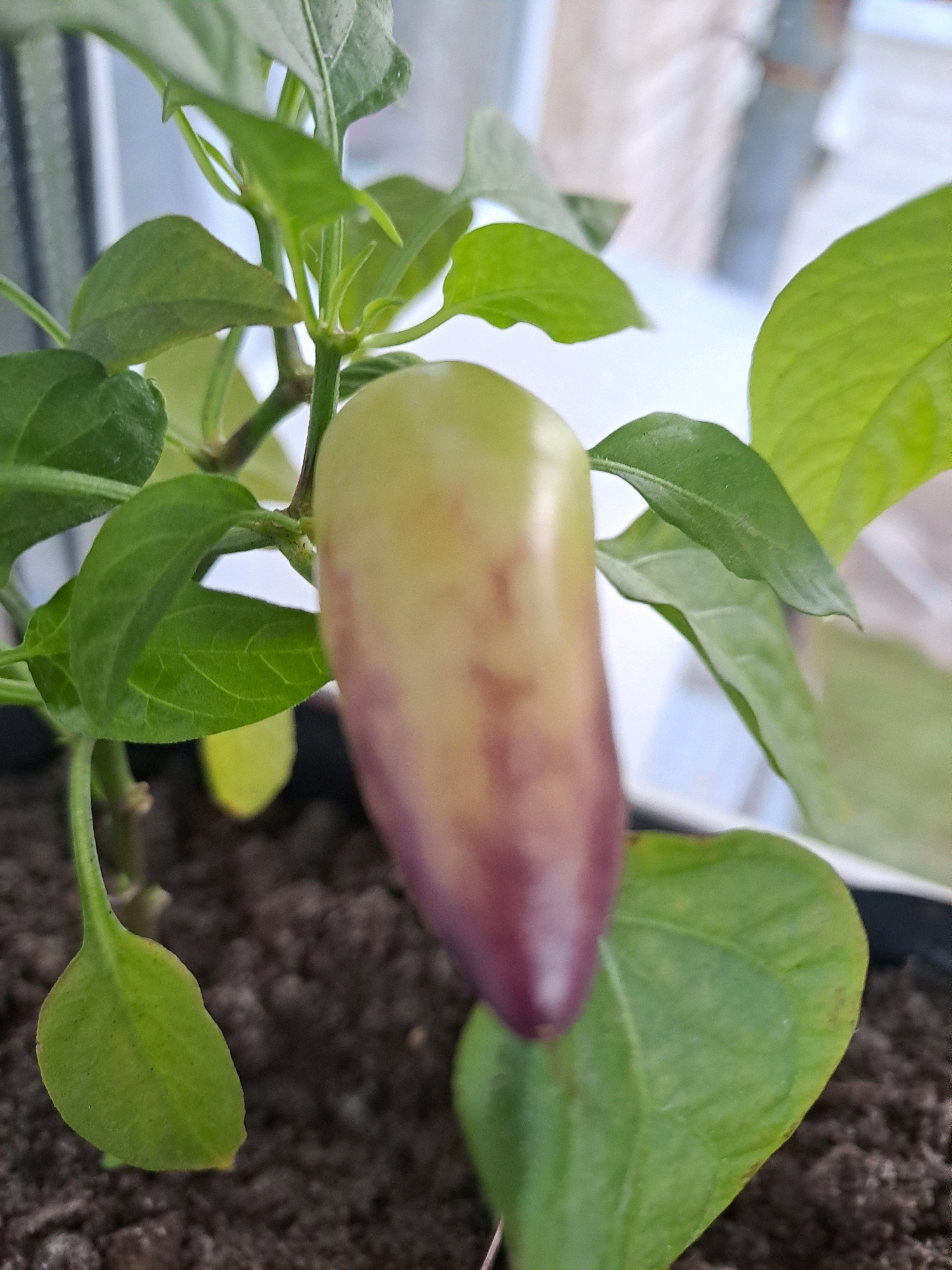 A close-up, eye-level, vertical shot captures a developing pepper on a plant, set against a blurred background that suggests an indoor environment. The pepper, elongated and tapering, displays a gradient of colors, transitioning from a pale yellow at the top to a deep purple towards the bottom, with subtle reddish-brown markings. It hangs from a slender green stem, surrounded by several vibrant green leaves, some of which exhibit slight blemishes. The plant is rooted in dark soil within a planter, the edges of which are partially visible. The background is out of focus, showing a pale blue and white pattern that could be part of window blinds or curtains, and a hint of a light-colored surface. There are no people or animals present, and no specific landmarks identifiable as being in Elektrostal, Russia, or any other city.