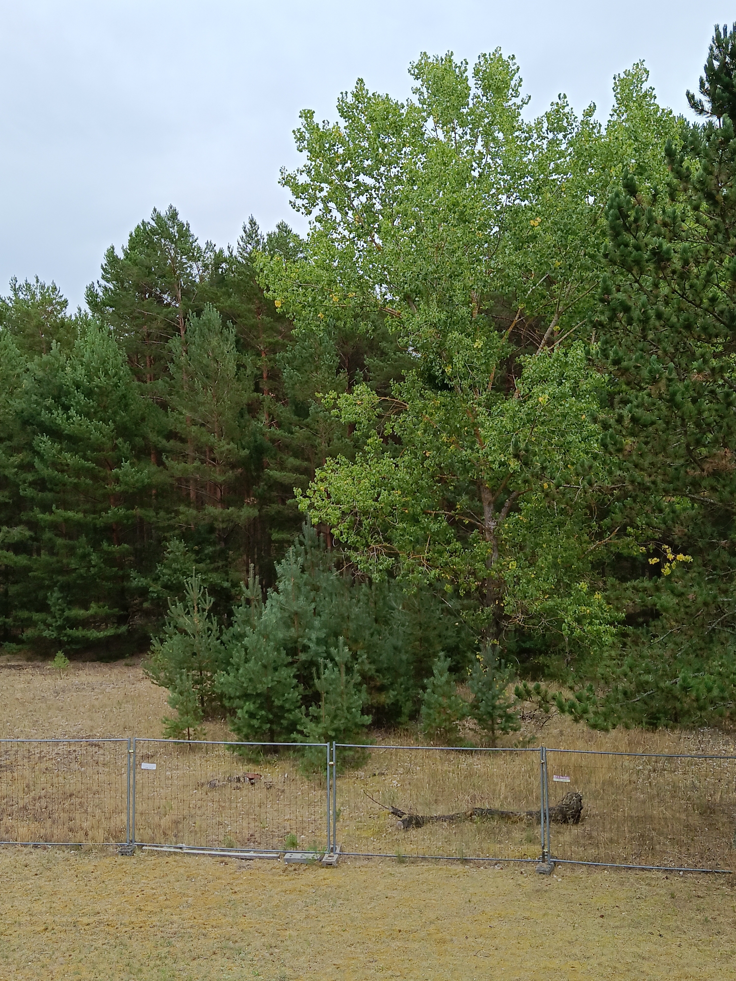 A medium-shot of a treeline bordering a fenced-off area in Halbe, Germany, is presented. The treeline consists of a mix of coniferous trees, primarily pines, with a large deciduous tree featuring light green leaves in the center. A metal mesh fence runs horizontally across the foreground, separating a dry, mowed grassy area from a more overgrown, dry grassy area beyond. Within the fenced area, a fallen log with a gnarled appearance lies on the ground. The sky is overcast and light gray.