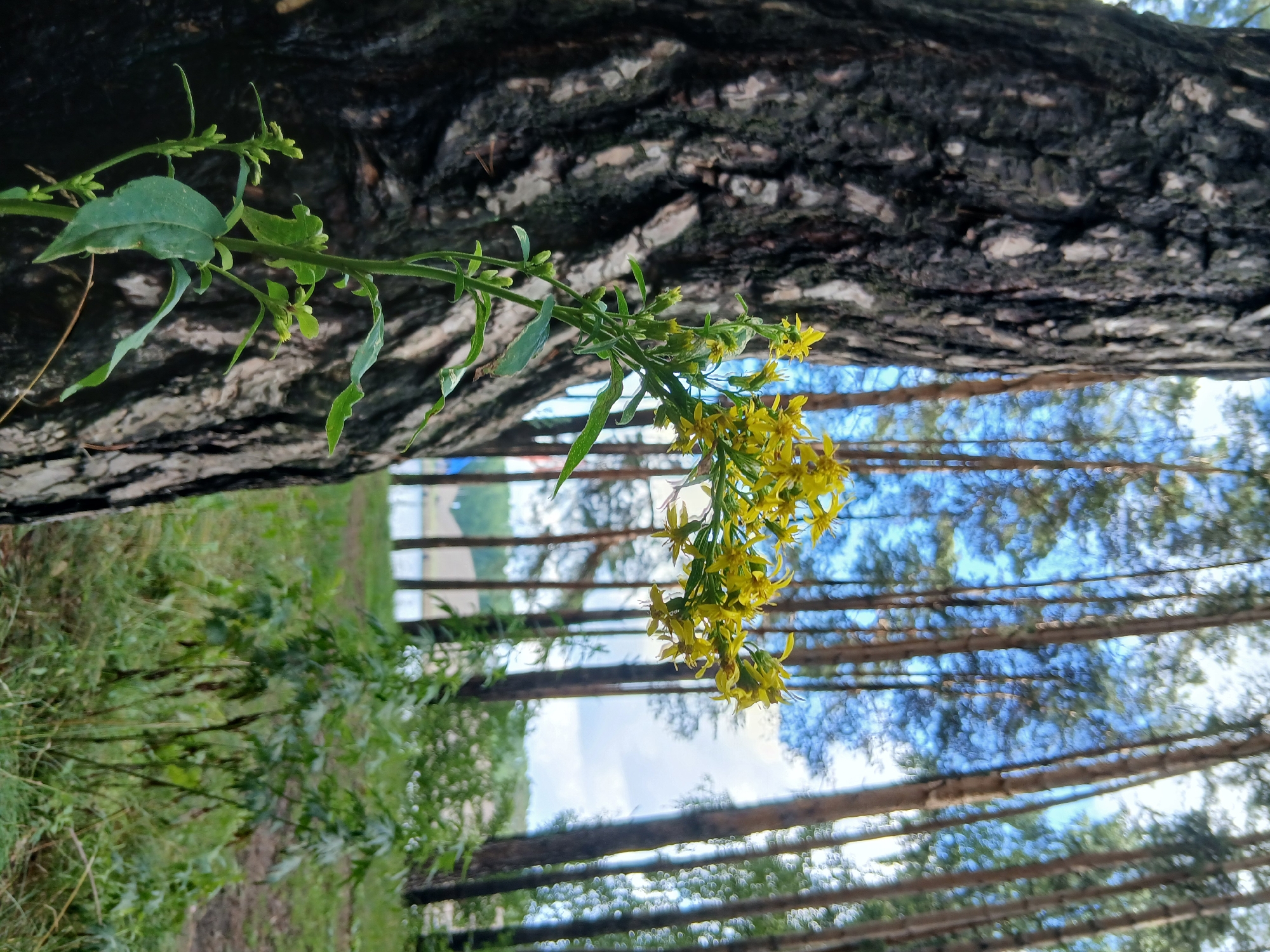 The image depicts a close-up view of the textured bark of a large tree trunk on the left side of the frame. To the right of the trunk, a cluster of small yellow flowers on a green stem is in focus, with some buds visible below. The background shows a blurred scene of a forest with tall, thin pine trees and a bright blue sky with some clouds. A body of water is visible in the distance, suggesting a lakeside or riverbank setting. The overall environment appears to be a natural outdoor space, possibly a park or a wooded area on the outskirts of Chaikovsky, Russia, given the presence of pine trees and a body of water. There are no people or visible actions in the image.