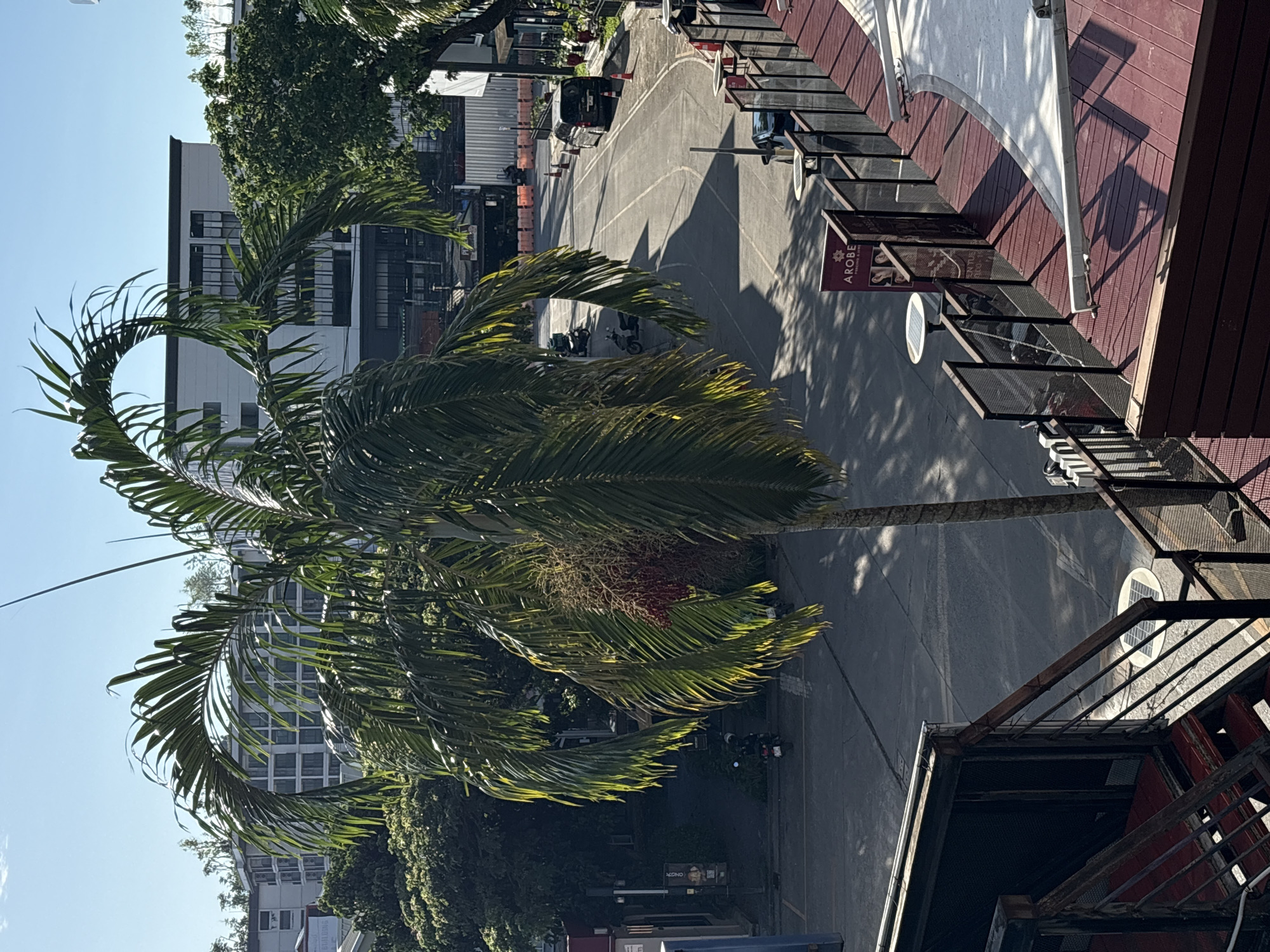 The image shows an outdoor scene in a city, possibly Choeng Thale, Thailand, on a sunny day. In the foreground, there is a multi-level wooden structure with red flooring and metal railings. Stairs are visible on the left side. A large palm tree with green fronds and a cluster of red fruits stands in the middle ground, casting shadows on the paved ground below.
Beyond the palm tree, a street curves through the scene. Several motorcycles and a black van are parked on or near the street. Orange traffic cones and barriers are placed along the side of the road. In the background, there are several buildings of varying heights, including a modern, multi-story building with many windows and a smaller building with a sign that reads "AROBE PIERCING & JEWELRY." Lush green trees are interspersed throughout the urban landscape. The sky is clear and blue. The scene appears to be a commercial or mixed-use area.