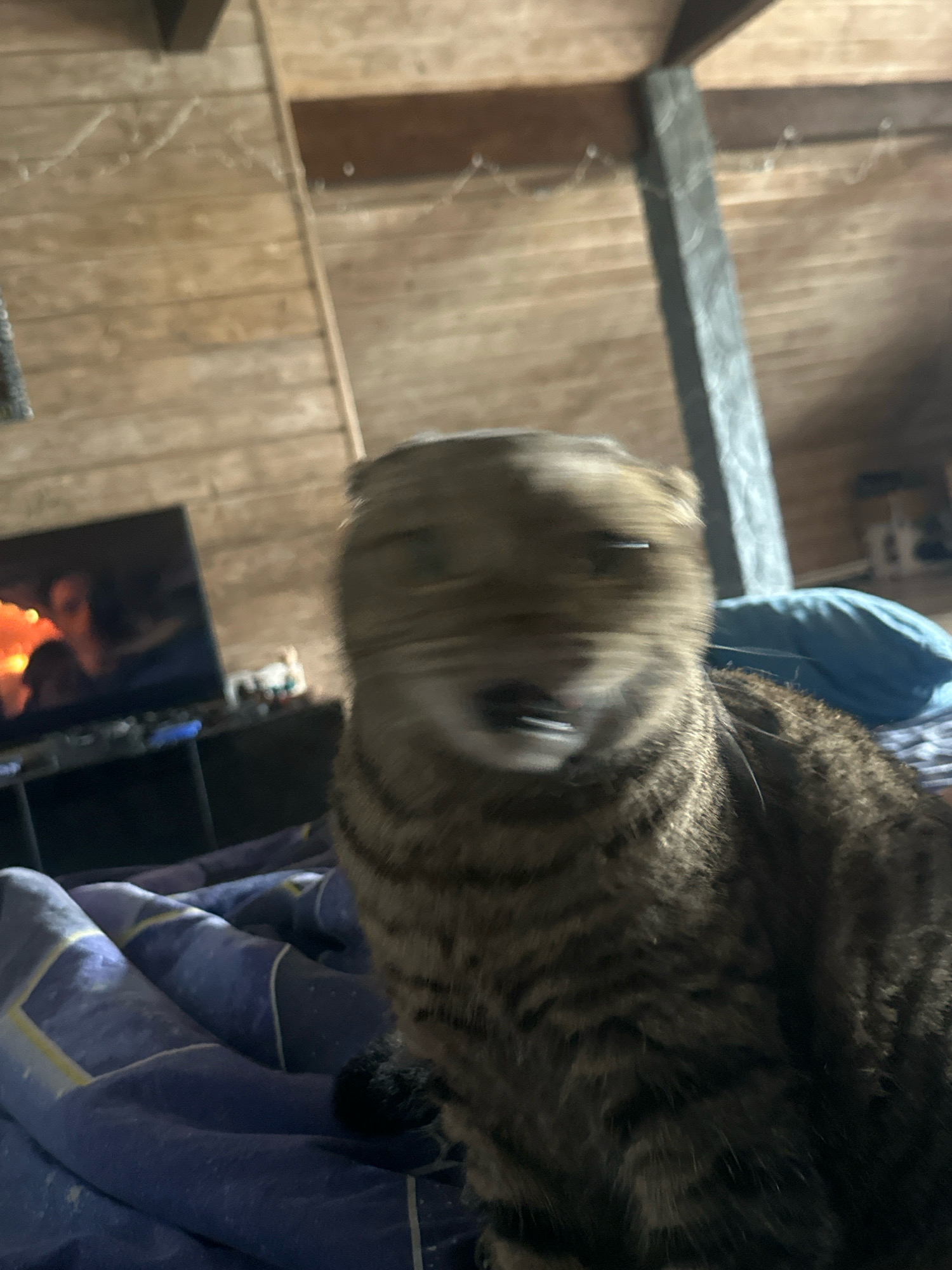 A domestic cat, with tabby markings, is in motion on a bed with a dark blue patterned duvet. The cat's head is blurred due to movement, showing its face with open mouth and visible teeth. In the background, a television screen displays a person in a scene with orange flames. The room has wooden paneling on the walls and ceiling, with a visible support beam. There is no information to suggest the location is in the city of Virki, Russia.