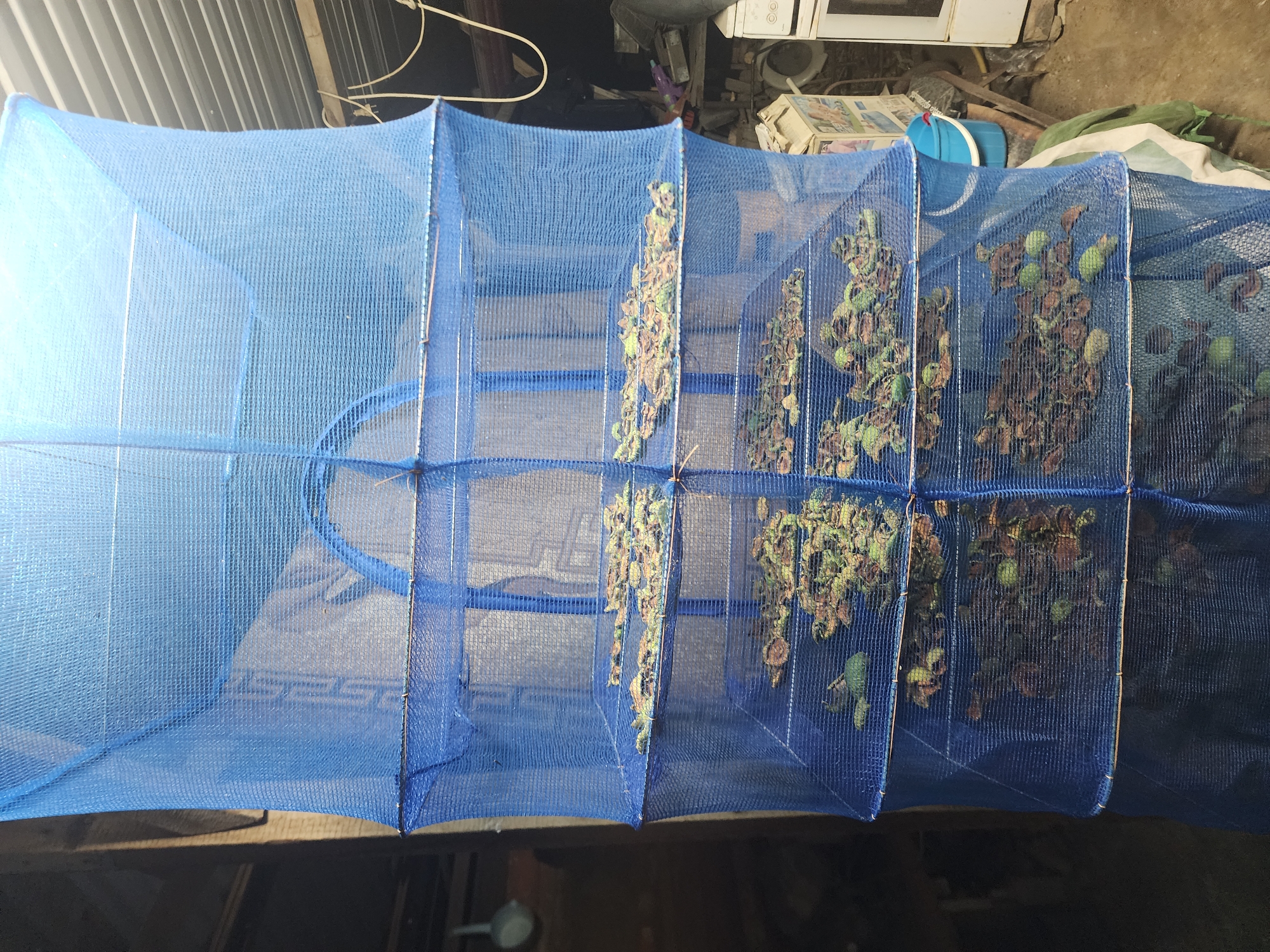 In Ushtobe, Kazakhstan, a blue mesh drying rack hangs vertically. It has four shelves, each filled with dried plant matter, appearing to be herbs or small fruits. The rack is suspended in what appears to be an outdoor or semi-enclosed space, possibly a shed or storage area, with a concrete floor and partially visible household items in the background, including a white appliance that resembles a washing machine or oven, and some cardboard boxes. The lighting suggests it is daytime.
