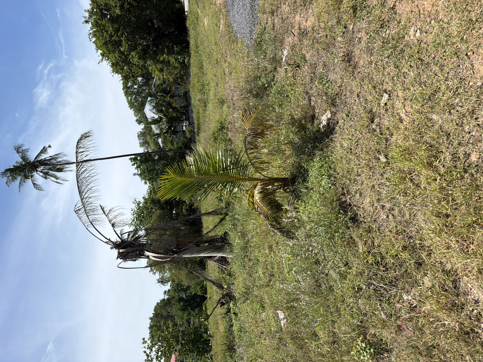 This is a photograph of a cleared plot of land in Baan Bo Phut, Thailand, with scattered palm trees and overgrowth. In the foreground, a small, young palm tree with yellowing fronds is visible. Behind it, a larger, dead palm tree stands, its trunk bare and its fronds dried and brittle. The ground is covered in dry grass and some green weeds, with a small pile of grey gravel on the right side of the image. In the background, several houses with metal roofs are visible, surrounded by lush green trees. The sky is blue with scattered white clouds. The scene appears to be a construction site or a neglected area undergoing development.