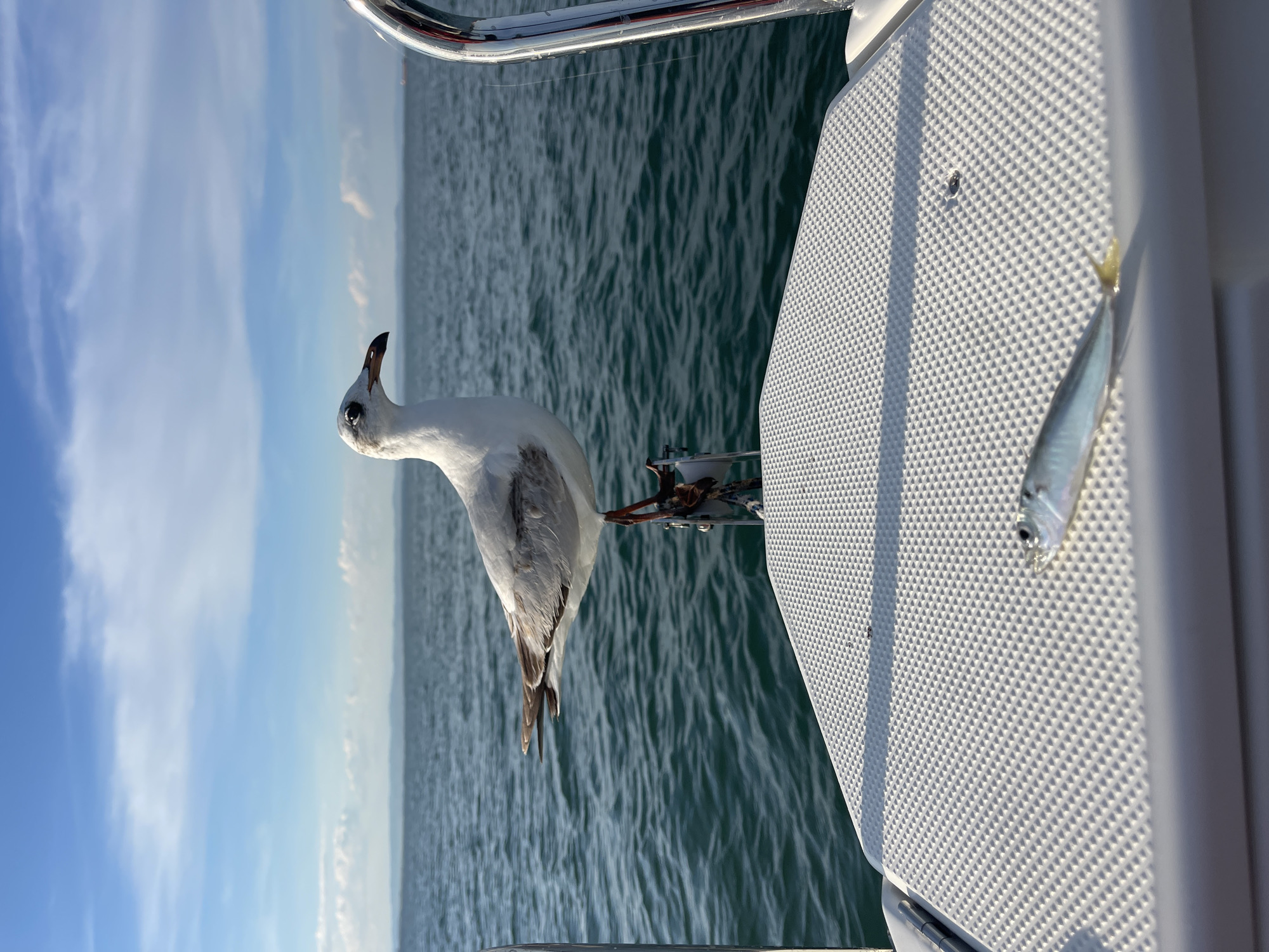 A seagull perches on a boat at sea near Burgas, Bulgaria. A small fish is stuck on the boat. The sea and sky are in the background.