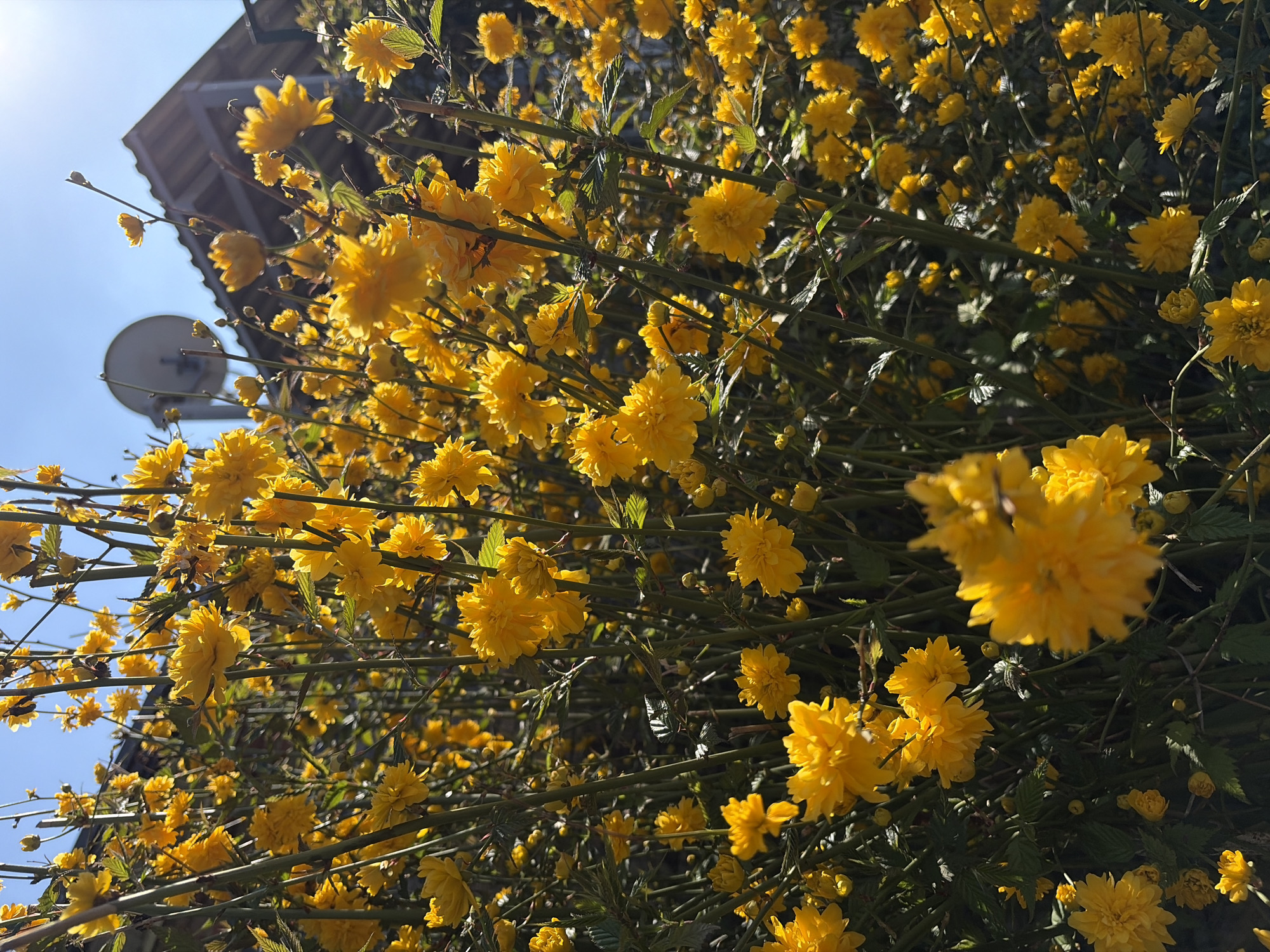 The image shows a close-up view of a bush covered in yellow flowers, likely Kerria japonica. The bush is dense, with numerous branches and green leaves visible behind the blooms. In the background, a blue sky is visible, along with a satellite dish mounted on a building's facade. Given the description provided, it is possible that this image was taken in Krasnodar, Russia, however, there are no elements present in the image to confirm the location specifically.