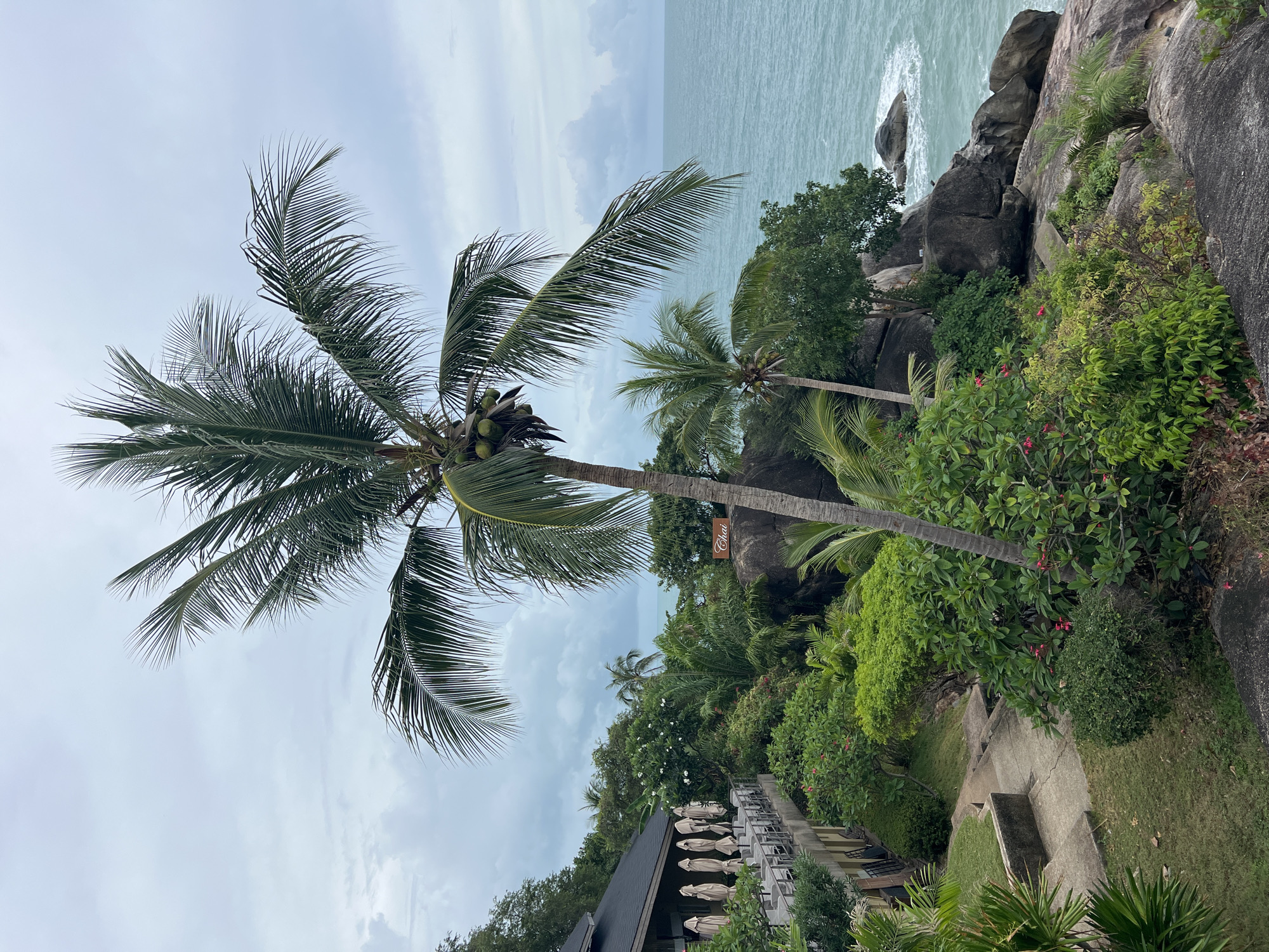 This outdoor shot features a palm tree laden with coconuts in Baan Chaweng Noi, Thailand. The tree is a primary element of the scene, positioned against a backdrop of a cloudy sky and ocean. Further back, rocky terrain is visible, covered with dense greenery and interspersed with small trees and bushes. Below the palm tree, there's a resort area with tables and chairs shaded by umbrellas, suggesting a dining or relaxation space. The scene also captures a glimpse of a pathway, hinting at possible routes or areas for guests to explore.