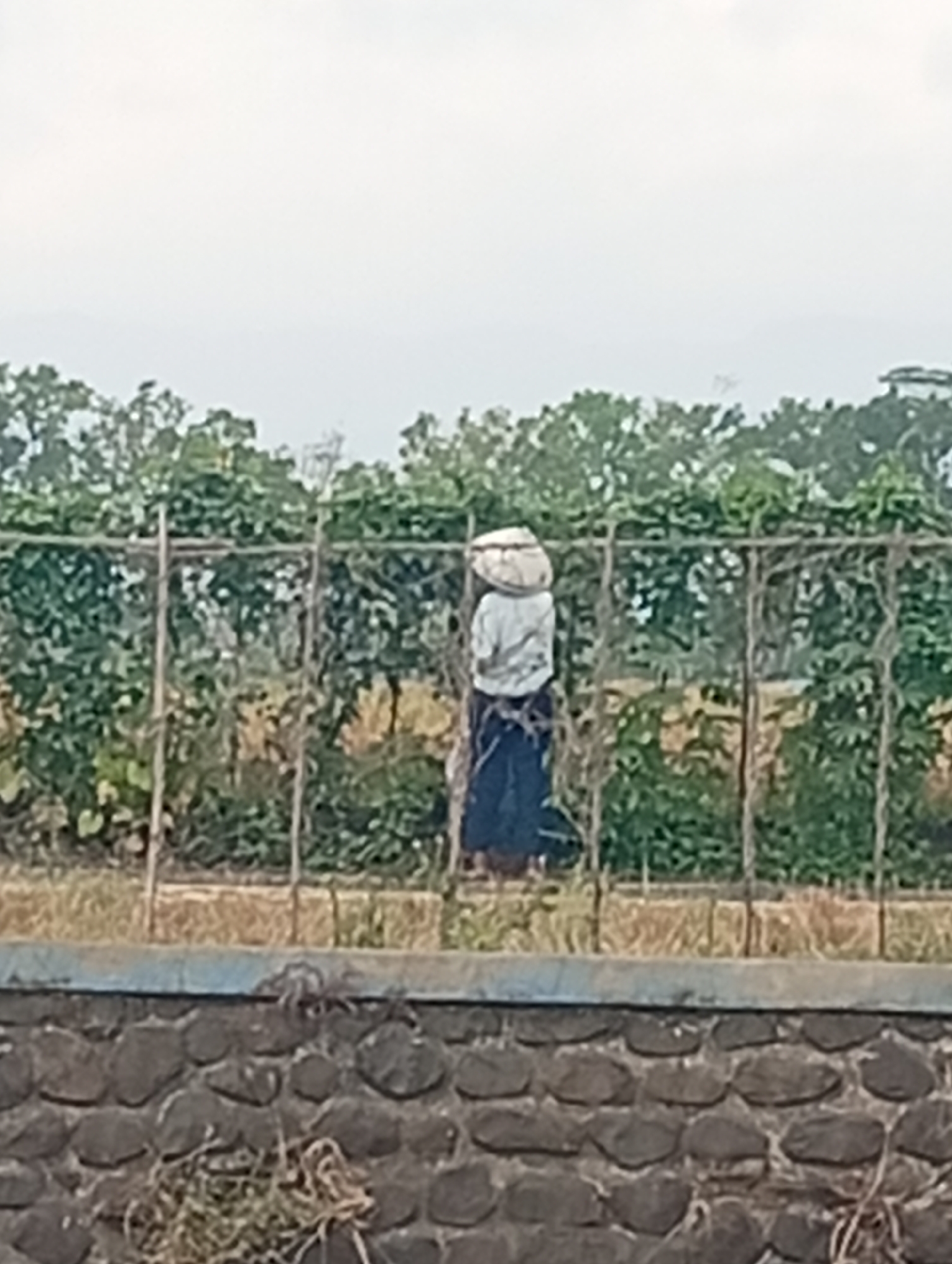 A full shot captures a person standing next to a trellis structure made of bamboo poles and horizontal bars. The person, seen from the back, is wearing a light-colored shirt and a dark skirt, with a circular, woven hat on their head. They appear to be a farmer or gardener. The trellis is covered with dense green foliage, likely a vine or crop, with some dry, brown leaves interspersed. In front of the trellis, dry grass and straw cover the ground. Behind the trellis, a line of trees forms the background, with a hazy, overcast sky above. In the foreground, a stone wall with a blue-painted top edge runs horizontally across the frame, suggesting the scene is near a water feature or pathway.