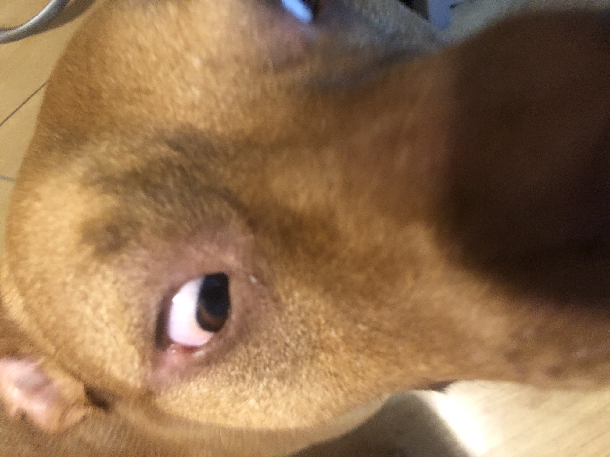 The image is a close-up, low-angle shot of a dog's face, occupying most of the frame. The dog appears to be a light brown or tan pit bull breed, with its head tilted towards the camera. Its left eye is prominent, with a white sclera and a dark pupil, looking slightly upwards. The dog's ears are visible on the top left of the frame, appearing pinkish and folded. The fur is short and appears smooth. The lighting is uneven, with some areas of the dog's face being brightly lit and others in shadow, particularly the lower portion of its face which is largely blurred and out of focus. The background is out of focus but appears to be a wooden floor and a metal object, possibly part of a cage or furniture. There are no discernible human subjects or interactions. The image is undated and provides no specific information about its location in Sofia, Bulgaria, or any other geographical context.