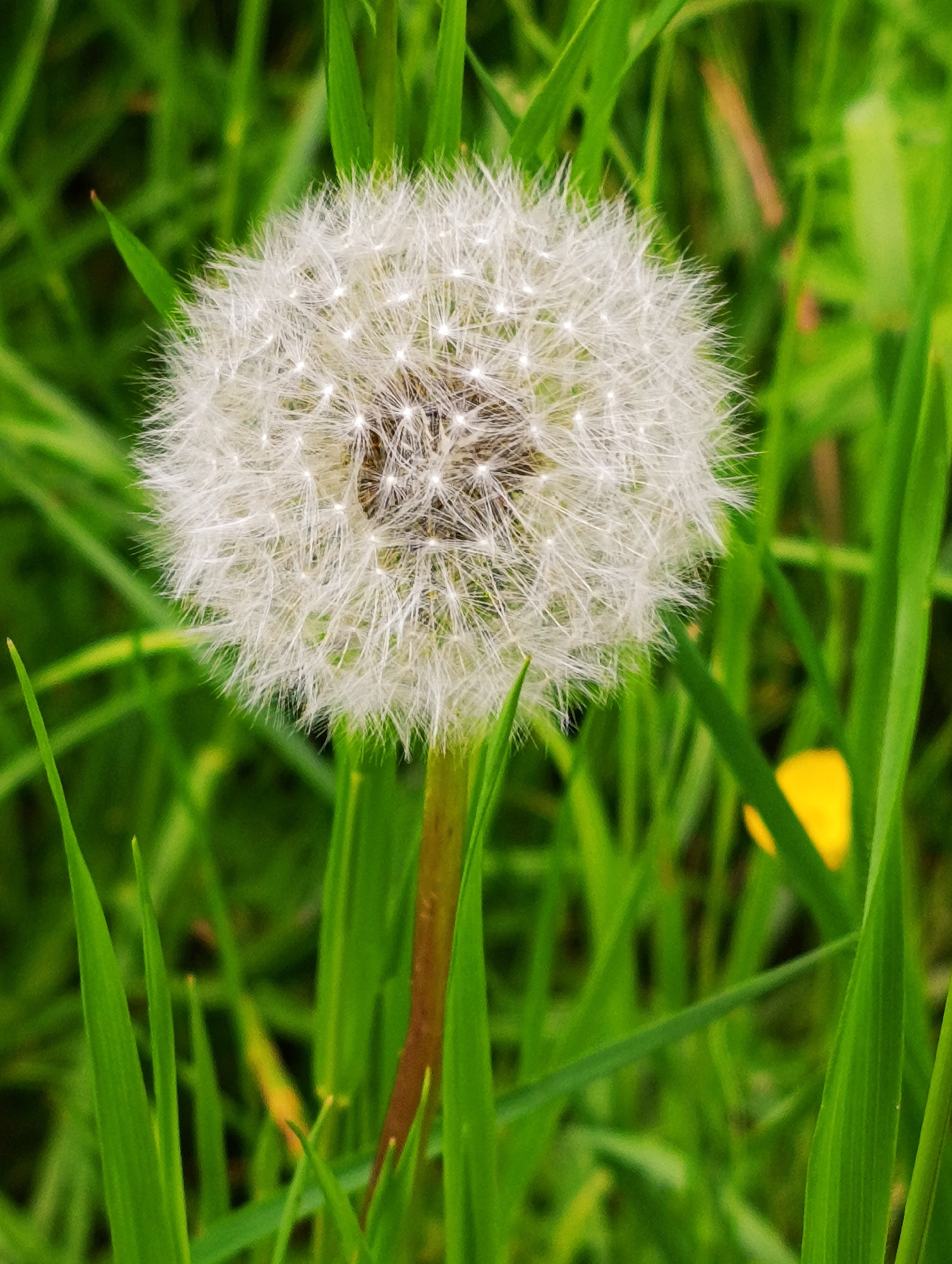 A close-up, eye-level shot features a dandelion seed head in full bloom against a backdrop of green grass. The dandelion, positioned slightly off-center, dominates the composition with its spherical shape composed of numerous white, feathery seeds. A slender, brown stem supports the seed head, rising from the grass. Blades of green grass surround the dandelion, some partially obscuring the stem. A small, blurred yellow flower is visible in the lower right quadrant of the frame. The location is Unknown, Unknown.