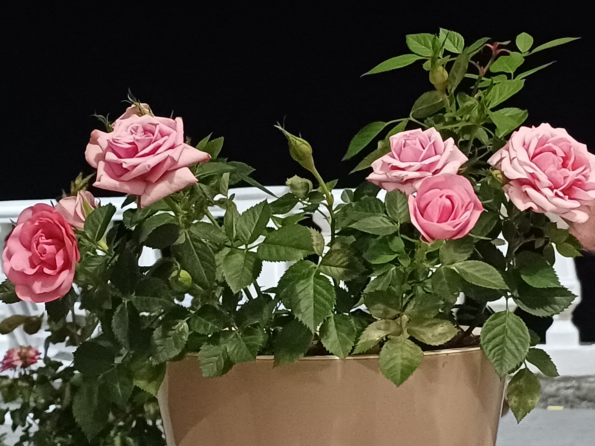 A close-up, horizontal, eye-level shot captures a potted rose bush with several pink roses and buds. The roses are in various stages of bloom, with some fully open and others still tightly furled. The green leaves of the bush are dense and healthy. The pot is a light brown, cylindrical container. In the background, there is a dark, out-of-focus area, suggesting it is nighttime. A white railing is visible on the left side of the image. The overall lighting is dim, with the roses being the primary illuminated subjects. The scene depicts a plant on what appears to be a balcony or terrace, given the railing. There are no people visible. The location is identified as Sochi, Russia.