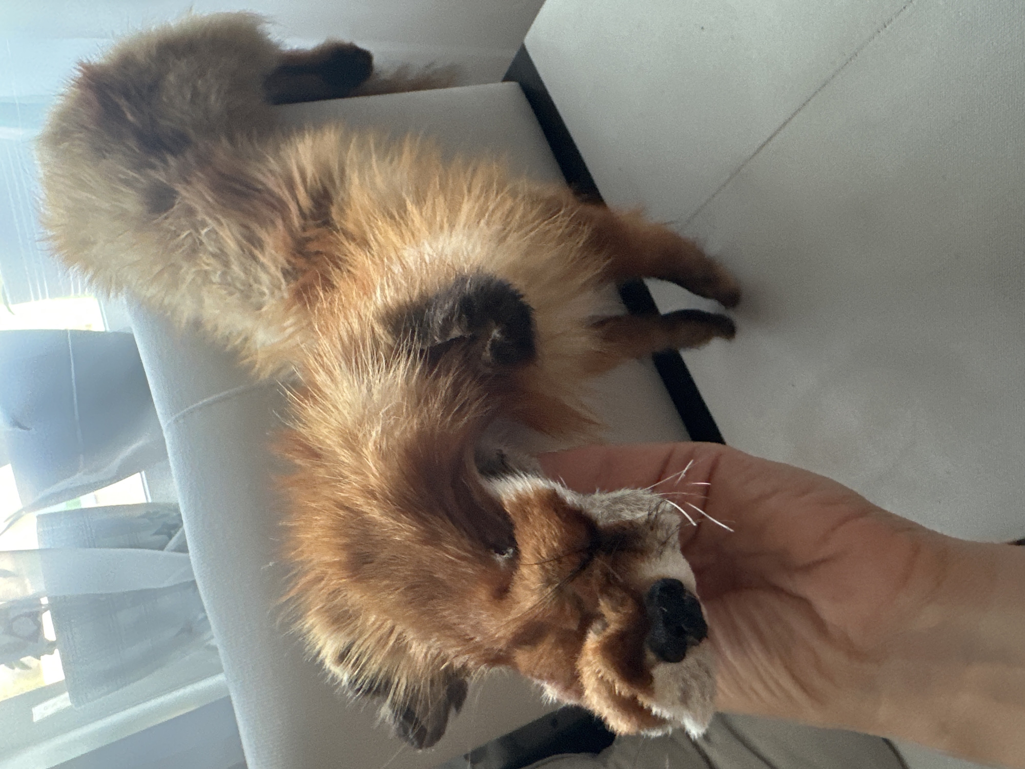 A person's hand is holding the head of a stuffed fox. The fox is lying on its back on a white sofa. The fox's body is extended and its hind legs are visible. The background shows a window with sheer curtains. The scene is indoors and appears to be a domestic setting.