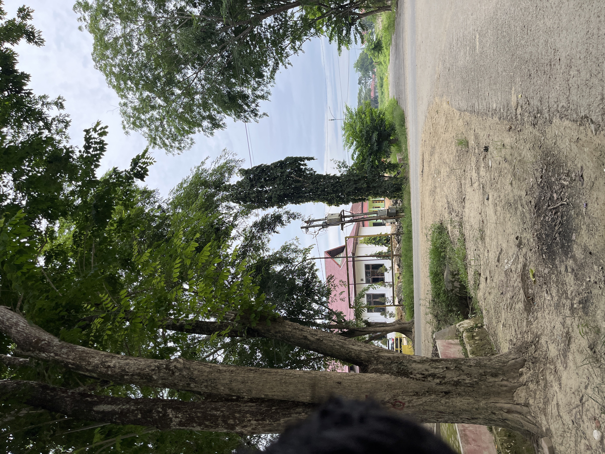 The media file shows a street scene in Bundar, Indonesia, viewed from a low angle, looking upwards. Large trees with rough bark dominate the foreground, their branches and leaves framing the sky. In the middle ground, a white house with a red tile roof is visible, partially obscured by trees and a white metal fence. A paved road runs alongside a sandy dirt path to the right of the frame, with some grass and vegetation growing along its edges. Utility poles and wires are also visible, suggesting a residential or semi-rural area. The sky is overcast with a few patches of blue, indicating a cloudy day. The lighting suggests it is daytime, likely morning or afternoon. There are no people or animals clearly visible in the frame. The overall impression is of a peaceful, natural environment with a touch of human habitation.