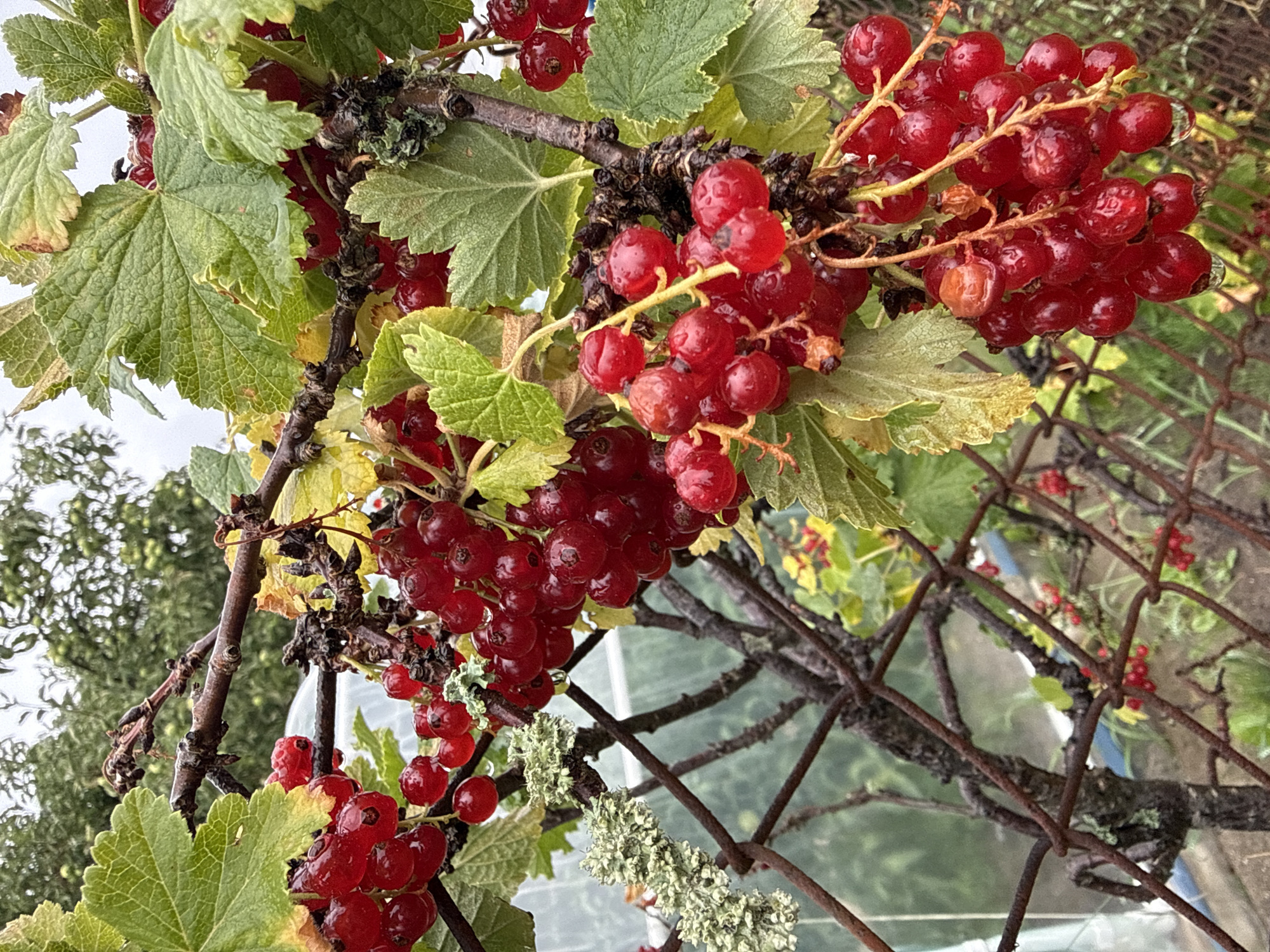A close-up, outdoor shot focuses on several clusters of ripe red currants hanging from a woody plant. The currants are small, round, and a vibrant red, some appearing slightly translucent with visible water droplets clinging to their surfaces, suggesting recent rain. The leaves of the currant bush are green with some yellowing and browning at the edges, indicating late summer or early autumn. The branches are dark brown and gnarled, with some patches of lichen, a pale green, crusty growth.
In the background, a rusty wire fence is visible, its diamond pattern creating a grid over the scene. Beyond the fence, blurred greenery and what appears to be a greenhouse or covered structure are visible, hinting at a garden or allotment setting. The lighting suggests it is daytime, with an overcast sky indicated by the soft, diffused light and lack of harsh shadows. The overall mood is natural and slightly damp, characteristic of a garden after rain.
The location is identified as Szczecin, Poland. No people are visible in the image. No text is present.