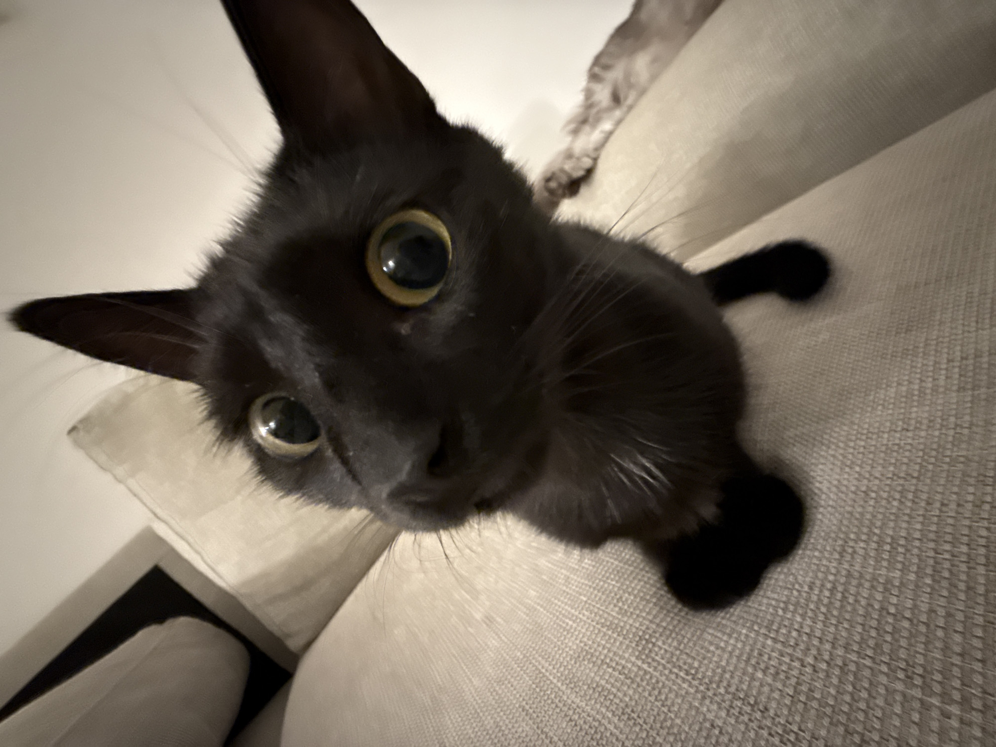 A close-up, wide-angle shot captures a black cat looking directly at the camera. The cat, positioned in the foreground, has sleek black fur and large, round, amber-colored eyes with dilated pupils, giving it a curious and intense expression. Its whiskers are visible, fanning out from its muzzle. The top of its head and ears are sharp and pointed.
The cat appears to be sitting or lying on a light beige or off-white upholstered sofa or armchair, which makes up most of the background and foreground surface. The fabric has a visible weave texture. In the upper right corner of the image, partially obscured, is another cat, likely gray or silver, whose front paws and lower leg are visible resting on the same furniture, suggesting it is a companion animal. The lighting appears to be artificial and soft, illuminating the cat's features and the texture of the furniture. The overall scene conveys an intimate, domestic moment, possibly taken by someone holding the camera close to the cat. There is no visible text in the image.