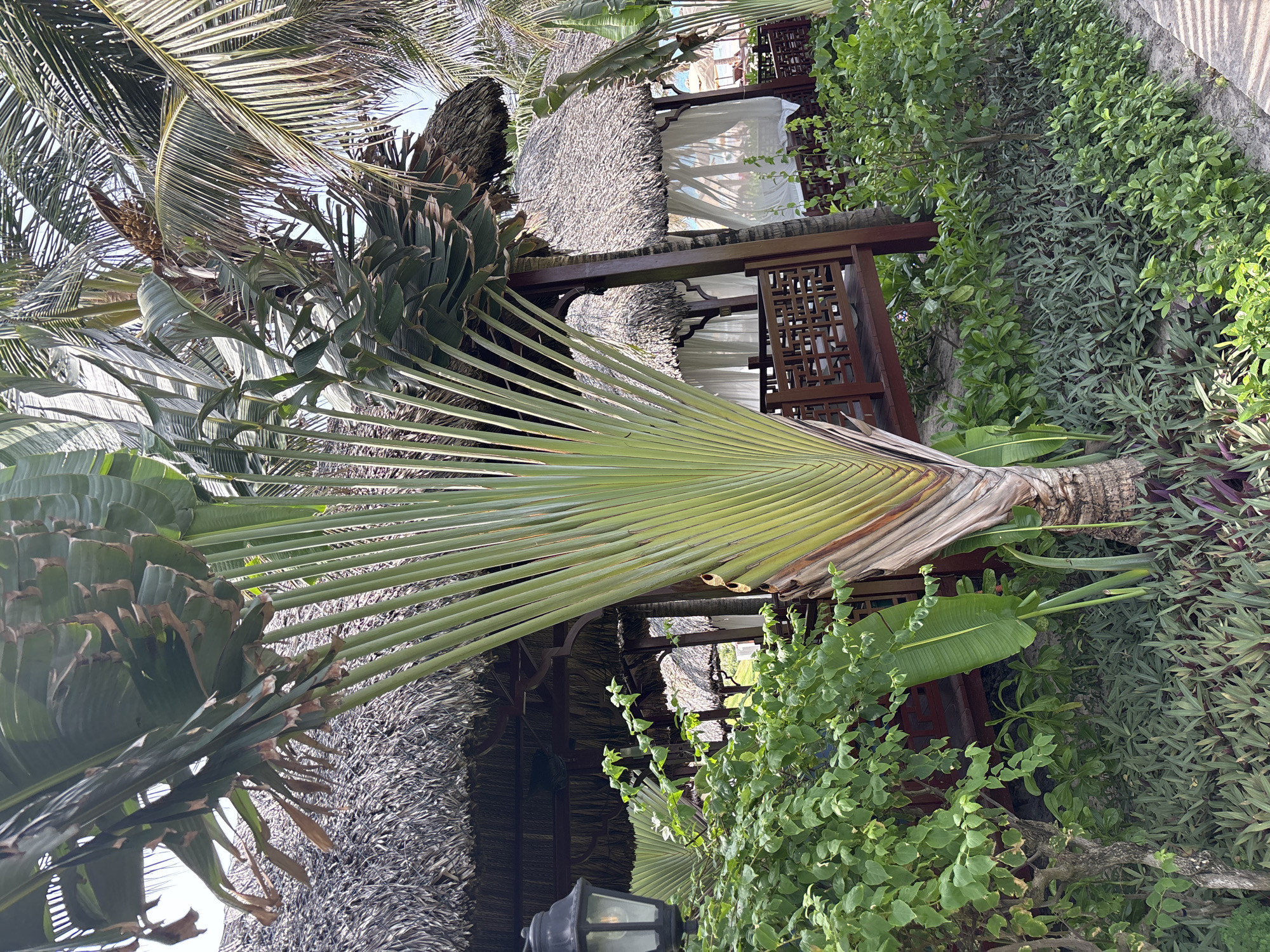 An outdoor scene features a large Ravenala madagascariensis tree with fan-shaped leaves in the foreground. Behind the tree, several thatched-roof structures with open-air seating areas are visible. White curtains hang in some of the structures, suggesting they are cabanas or dining areas. Lush green foliage and plants surround the structures, and a black outdoor lamp is mounted on a post to the left. The overall impression is a tropical resort setting.