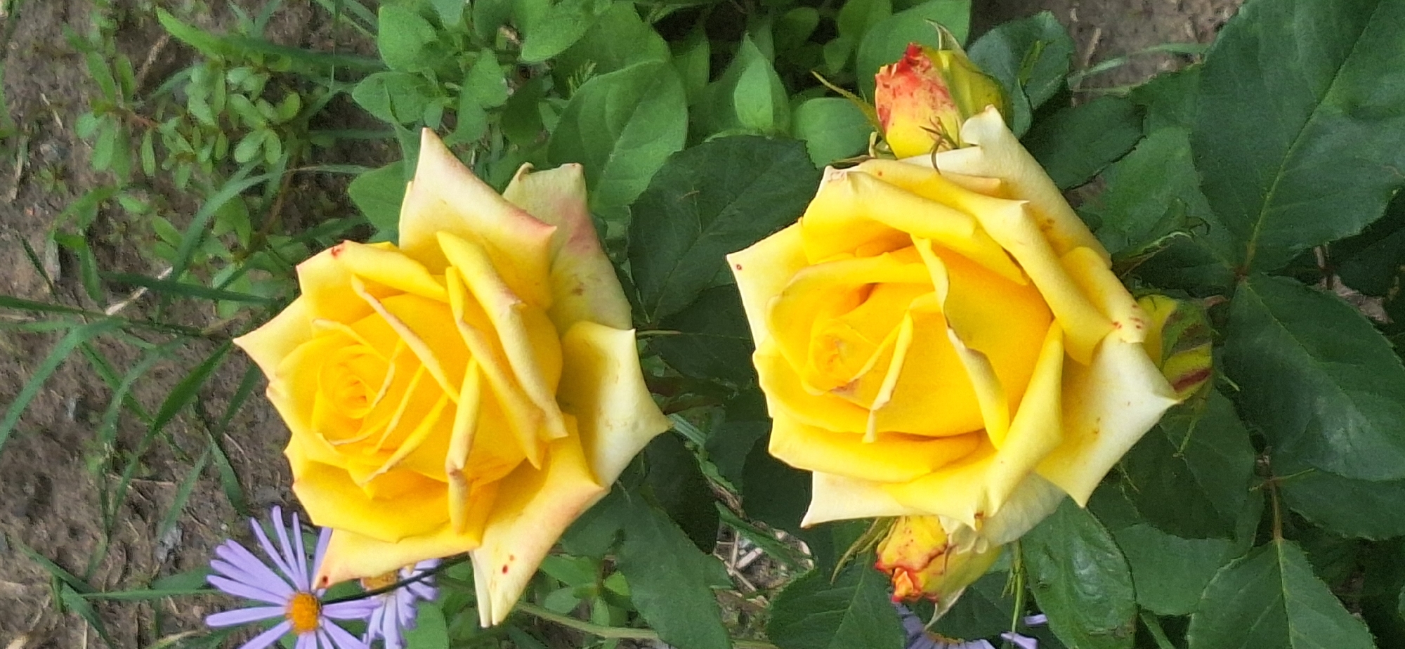 A close-up, eye-level outdoor vertical shot captures two bright yellow roses with hints of pink at their petal edges. The top rose is fully bloomed, its petals unfurling in a spiral pattern. Below it, another rose is partially open, revealing a similar spiral center. To the left of the top rose, a small cluster of delicate purple flowers with yellow centers are visible, also in a close-up view. The roses and flowers are set against a backdrop of lush green leaves and stems, with patches of brown soil and dry grass in the background. The lighting suggests daylight, casting soft shadows and highlighting the vibrant colors of the flowers. The overall impression is of a well-maintained garden or park setting, likely in Bila Tserkva, Ukraine, given the presence of these common garden flowers and foliage. No people are present in the image.