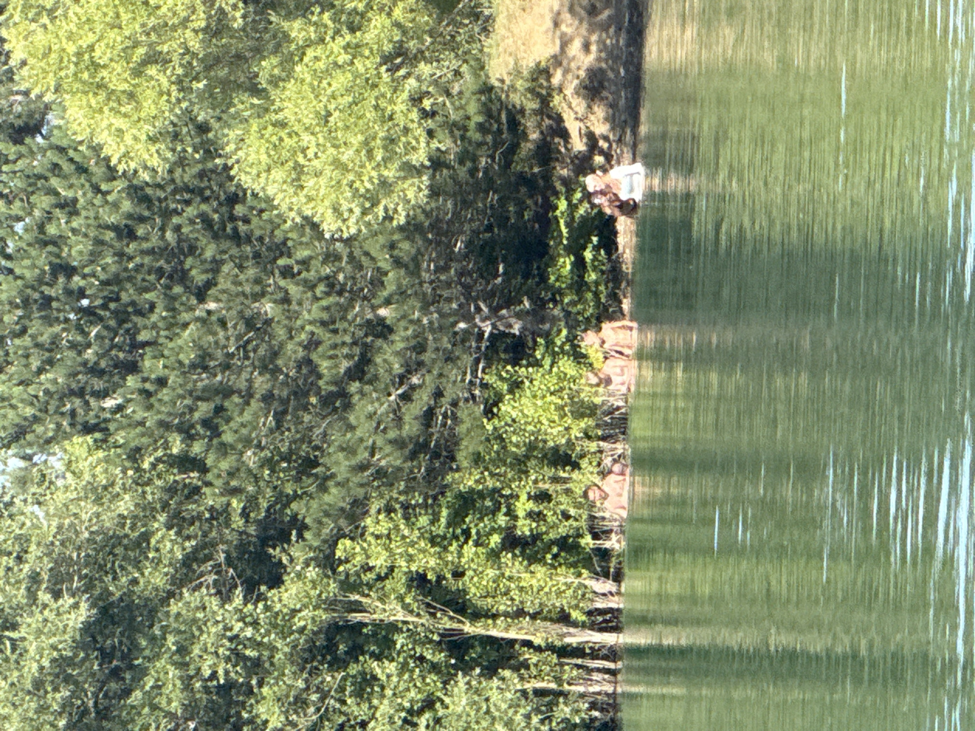 A group of individuals are partially submerged in a body of green water, with the shore lined by dense foliage and trees. The individuals appear to be enjoying recreational activity in the water. The scene suggests a natural outdoor environment, likely a lake or quarry, given the presence of trees and a sandy embankment.