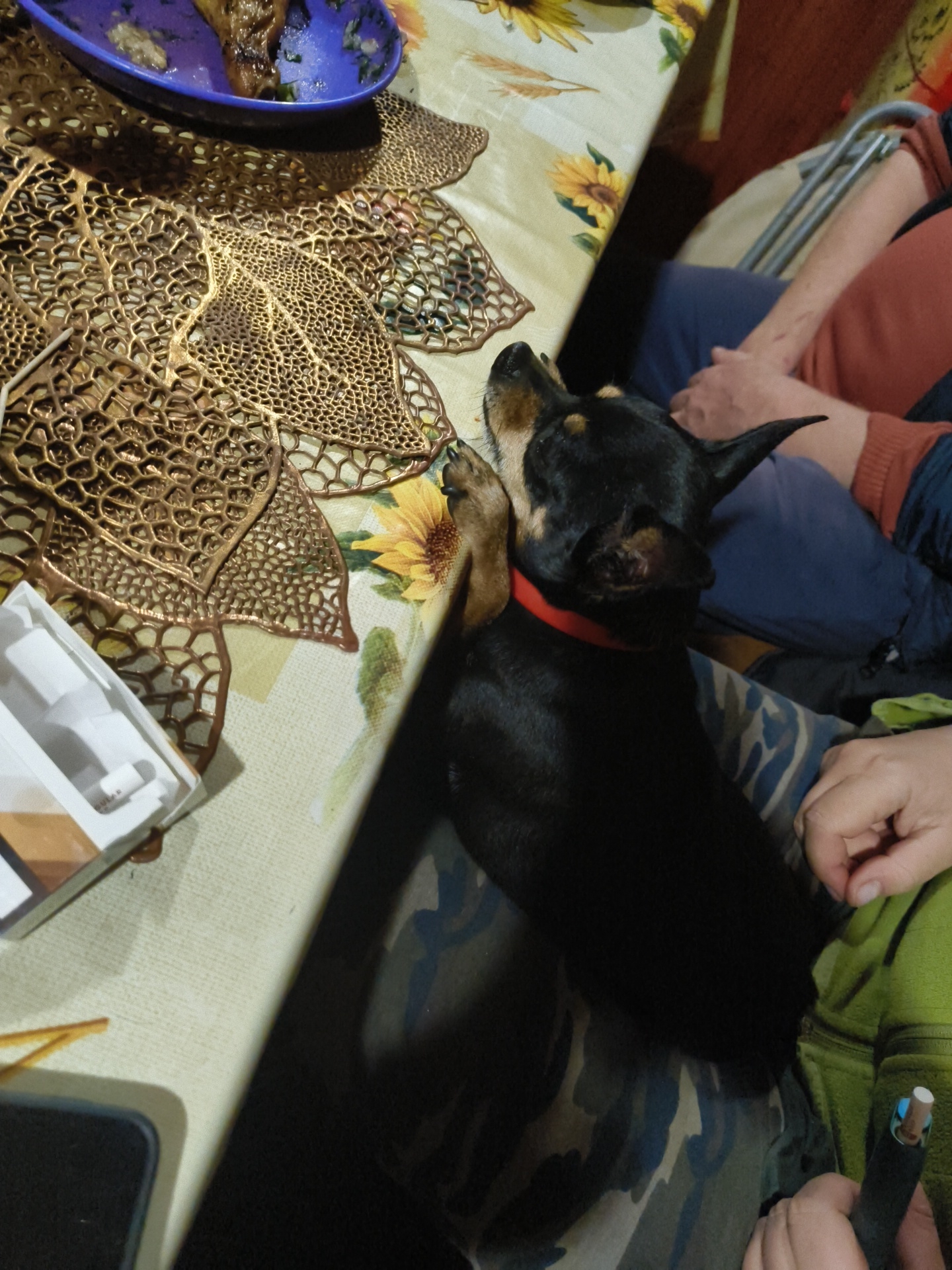 A black and tan Miniature Pinscher dog is lying on a camouflage patterned cushion on a table covered with a tablecloth featuring sunflowers. The dog is wearing a red collar and has its front paw resting on a gold, leaf-shaped placemat. A blue bowl containing food is visible on the table, along with a white box. In the background, parts of two individuals are visible, one wearing a red sweater and the other a blue garment. The scene appears to be indoors, suggesting a domestic setting, possibly in Правдист-1 Снт, Russia.