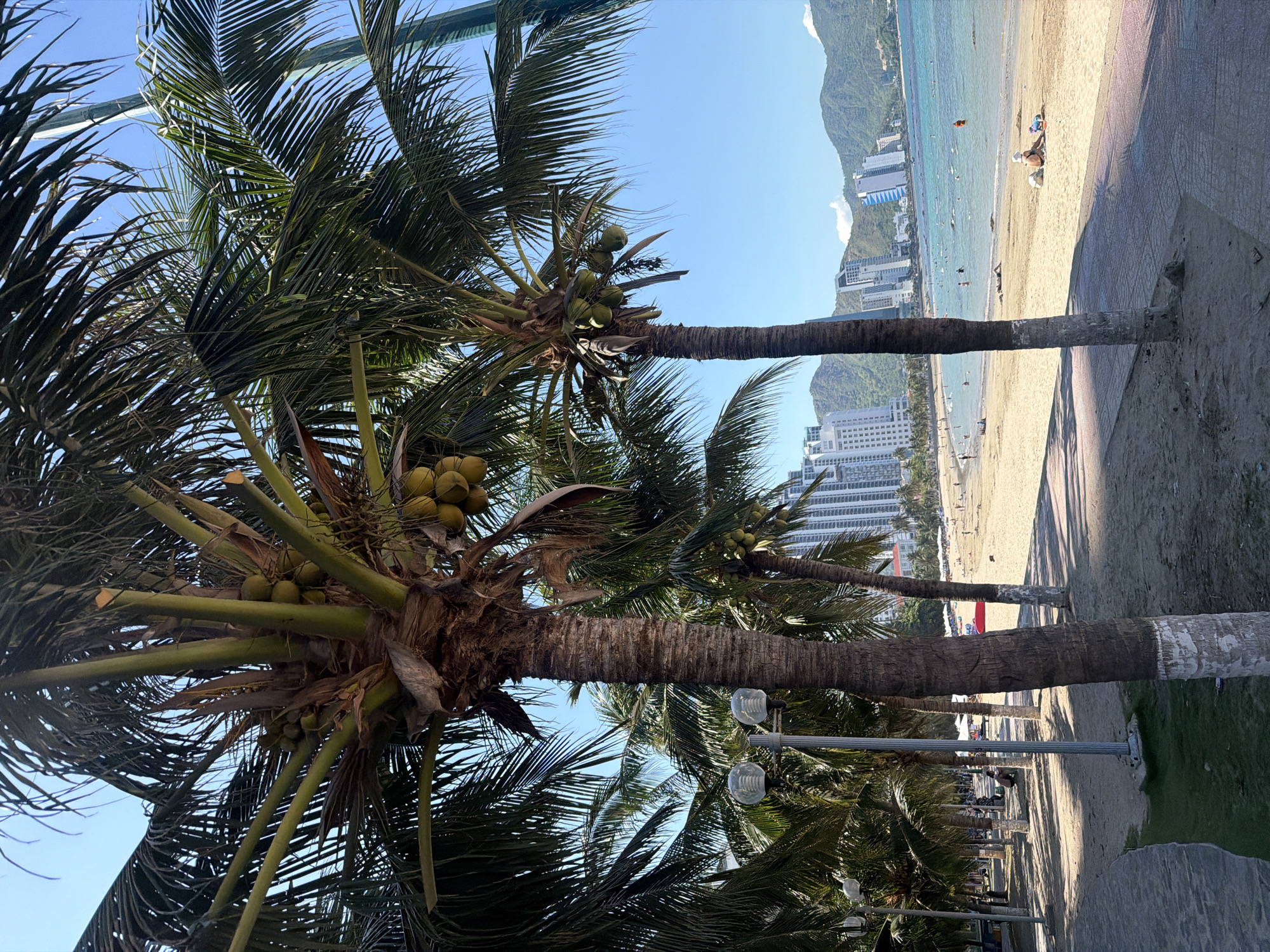 A bright, sunny day at the beach in Bac Nha Trang Ward, Vietnam, is depicted. Two prominent palm trees with coconuts are in the foreground, their trunks textured and brown with white paint near the base. The palm fronds are a vibrant green, casting shadows on the sandy beach. Behind the palm trees, a wide expanse of golden sand stretches to meet the turquoise ocean. Numerous beachgoers are visible, some swimming in the water, others relaxing on the sand, and a few walking along the shore. A modern city skyline with tall buildings and lush green mountains forms the backdrop. A paved walkway lines the edge of the beach, bordered by more palm trees and streetlights. The overall atmosphere is one of a bustling yet serene tropical vacation spot.