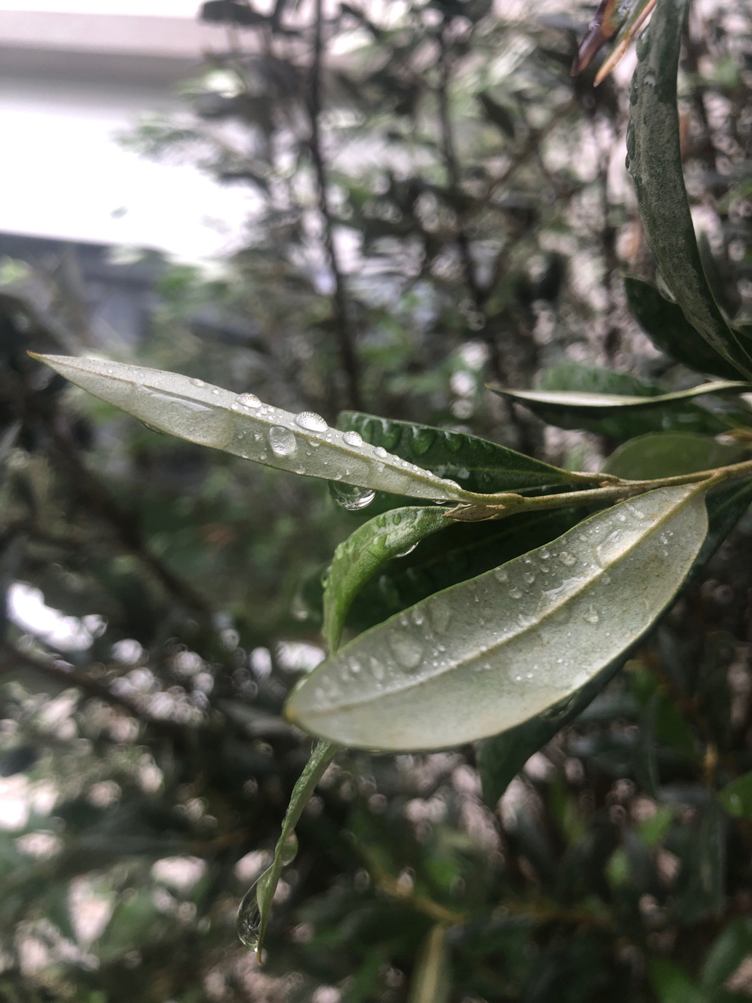 This image is a close-up, low-angle shot of a branch with several elongated, green leaves, each speckled with numerous small water droplets. The leaves appear to be from an olive tree, given their shape and color. In the foreground, one leaf is prominently displayed, its surface glistening with dew or rain. Another leaf, positioned slightly behind and below it, also shows water droplets. A single, larger droplet hangs precariously from the tip of a leaf in the lower left portion of the frame. The background is a blur of soft greens and whites, suggesting foliage and possibly a bright sky or a light-colored structure, out of focus. The overall impression is one of freshness and nature after a rainfall. There are no people or man-made structures clearly visible in the image, except for a hint of a light-colored surface at the very top, possibly a wall or ceiling, which could indicate an urban or suburban setting. However, the image does not provide enough context to definitively place it within Sierndorf, Austria, or any specific location.