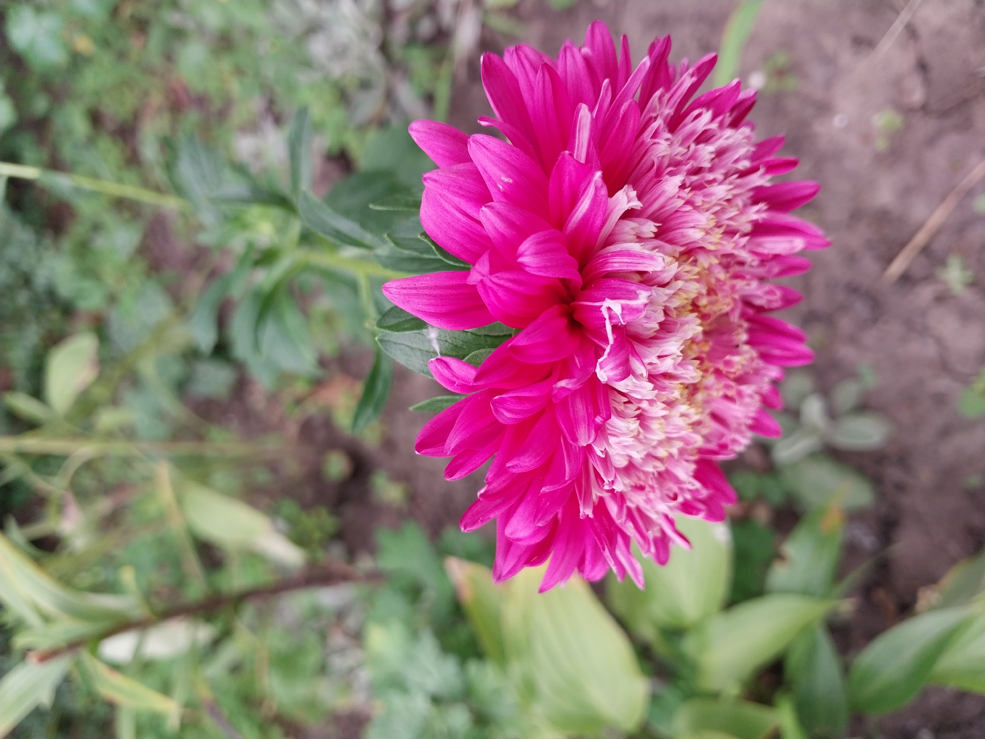 A bright pink aster flower blooms in focus, its petals fanning out with a delicate white fringe at the center. The background is softly blurred, showing green foliage and brown earth, suggesting a garden or park setting. The specific location in Dnipro, Ukraine, is not discernible from the image.