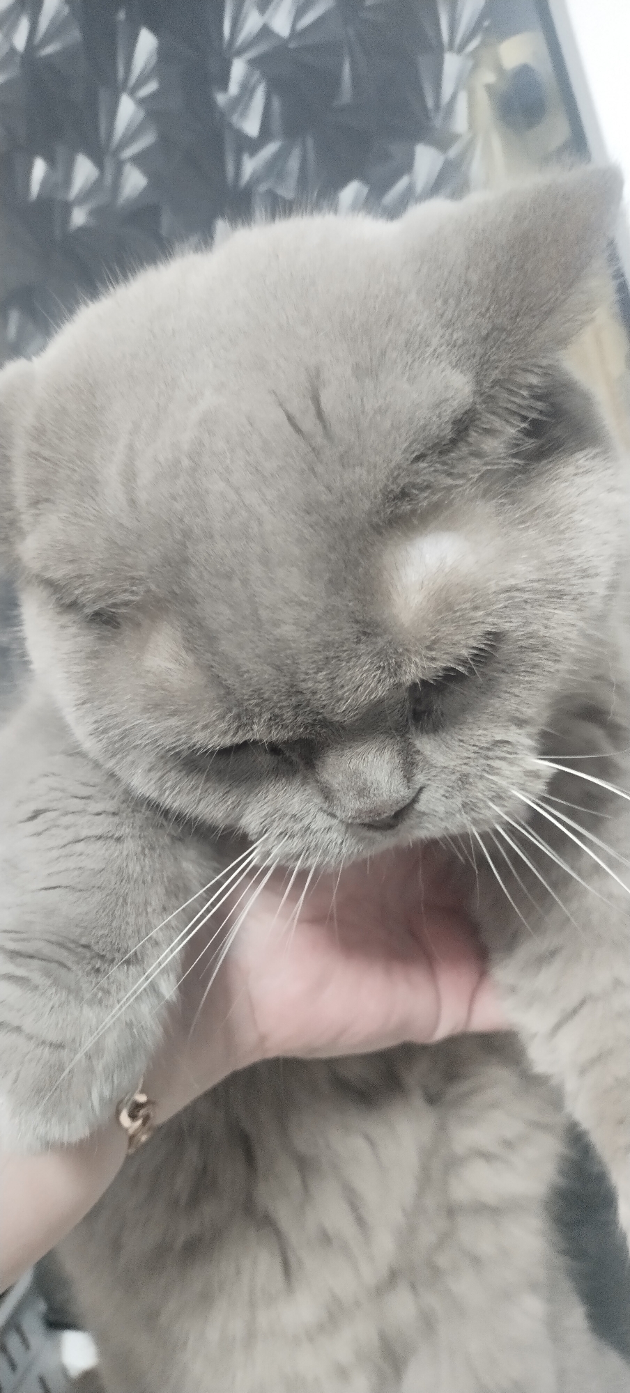In Pisochyn, Ukraine, a close-up, waist-up shot captures a grey cat being held by a person's hand. The cat's eyes are closed, and its head is bowed, appearing relaxed. The hand supporting the cat is visible in the lower portion of the frame, with a small gold ring on one finger. The background is blurred, showing a patterned surface.