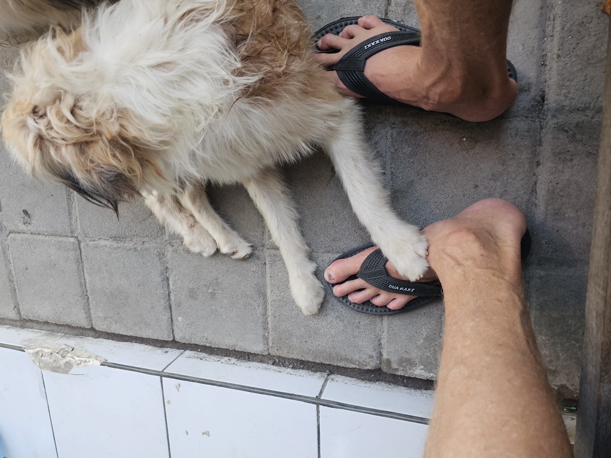 In Denpasar, Indonesia, a close-up shot shows a person's legs and feet wearing black flip-flops, positioned on a tiled and paved outdoor surface. A medium-sized dog with fluffy, light brown and white fur lies down next to the person, with its paws touching one of the flip-flops. The background consists of a white tiled wall and a grey paved area, suggesting an outdoor patio or walkway.
