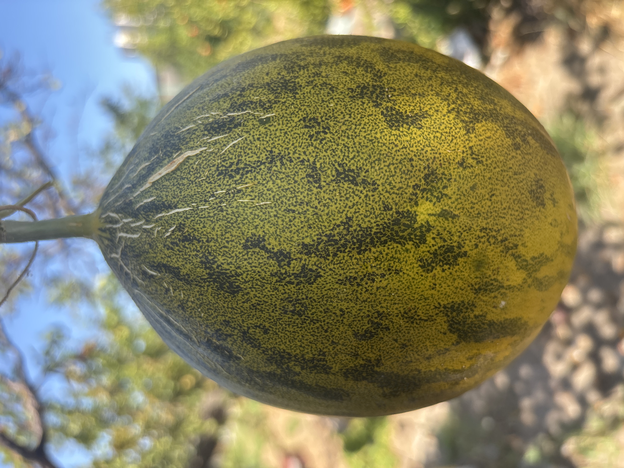 An unripe melon with a green and yellow mottled rind hangs from a thin stem against a blurred background of trees and sky. The melon is oval-shaped and has fine, lighter-colored striations on its surface. The lighting suggests it is daytime, with sunlight filtering through the foliage. The scene is outdoors, possibly in a garden or agricultural setting. The precise location in Campomarino, Italy, is not identifiable from the image alone.
