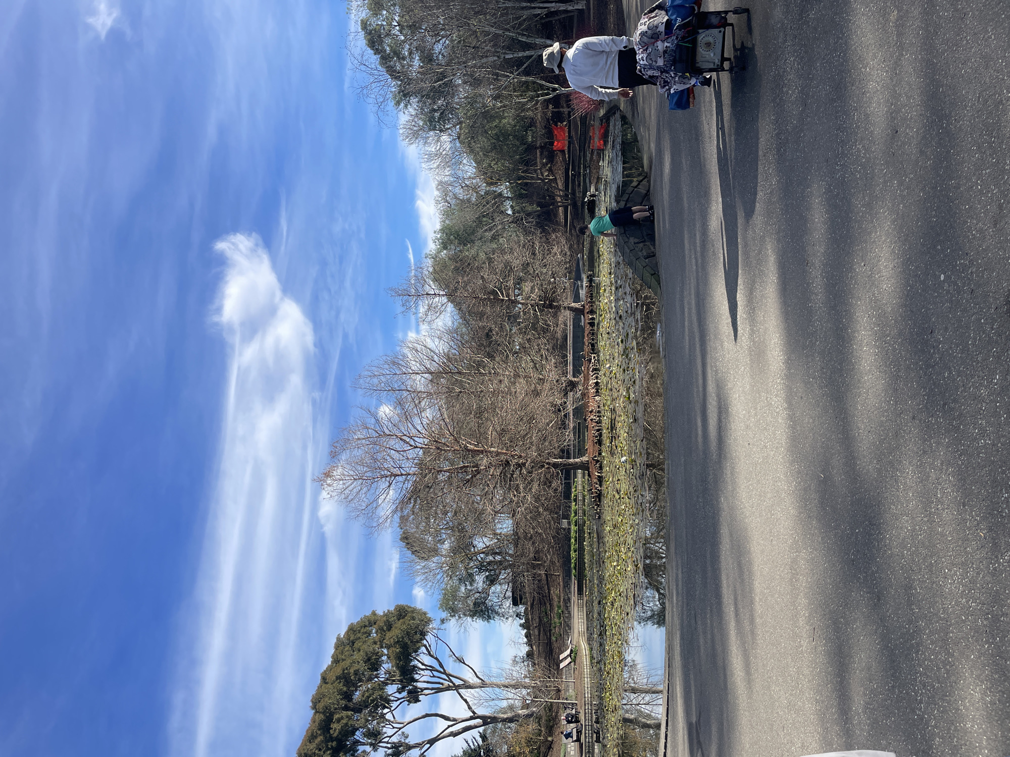 The image depicts a sunny day at Berwick, Australia. The scene shows a tranquil pond filled with lily pads, reflecting the surrounding trees and a bright blue sky with scattered white clouds. On the left side of the pond, two individuals are seated on benches. A person wearing a light-colored shirt and a hat is walking away from the camera on a paved path in the foreground, pulling a cart laden with bags. To the left of the path, a young person in a green shirt is leaning over a stone wall bordering the pond. The environment is characterized by a mix of deciduous and evergreen trees, suggesting it could be autumn or winter.