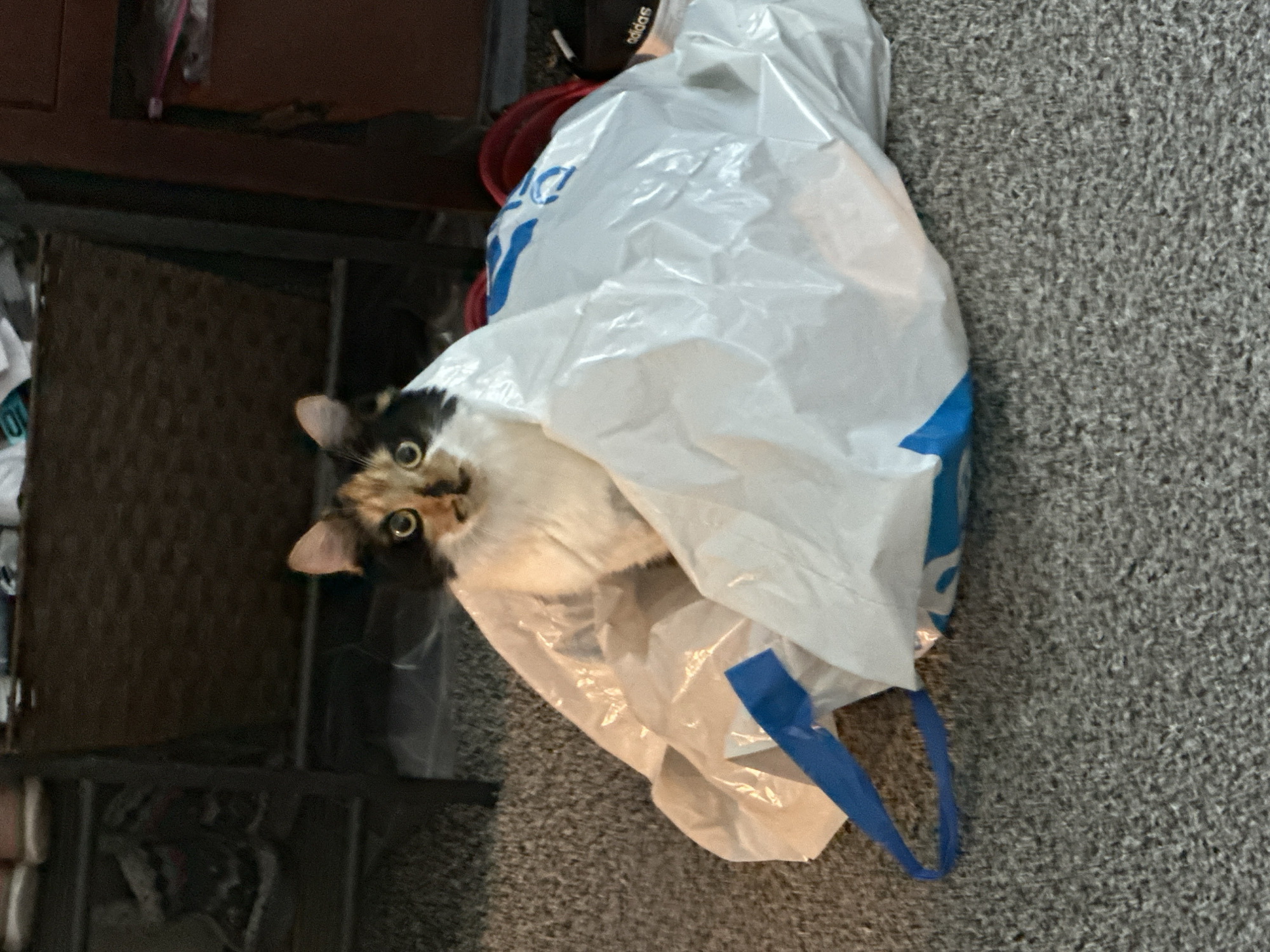 A tortoiseshell cat is peeking out from inside a white plastic bag on a gray carpeted floor. The cat's head and front half of its body are visible, with large, wide eyes and pointed ears. The plastic bag is crumpled and appears to be a reusable shopping bag with blue handles. In the background, a dark brown wooden cabinet is visible, with some objects placed on it and inside its shelves. The scene appears to be indoors, possibly in a residential setting. There is no information in the image to indicate the location is in Lynnwood, United States.
