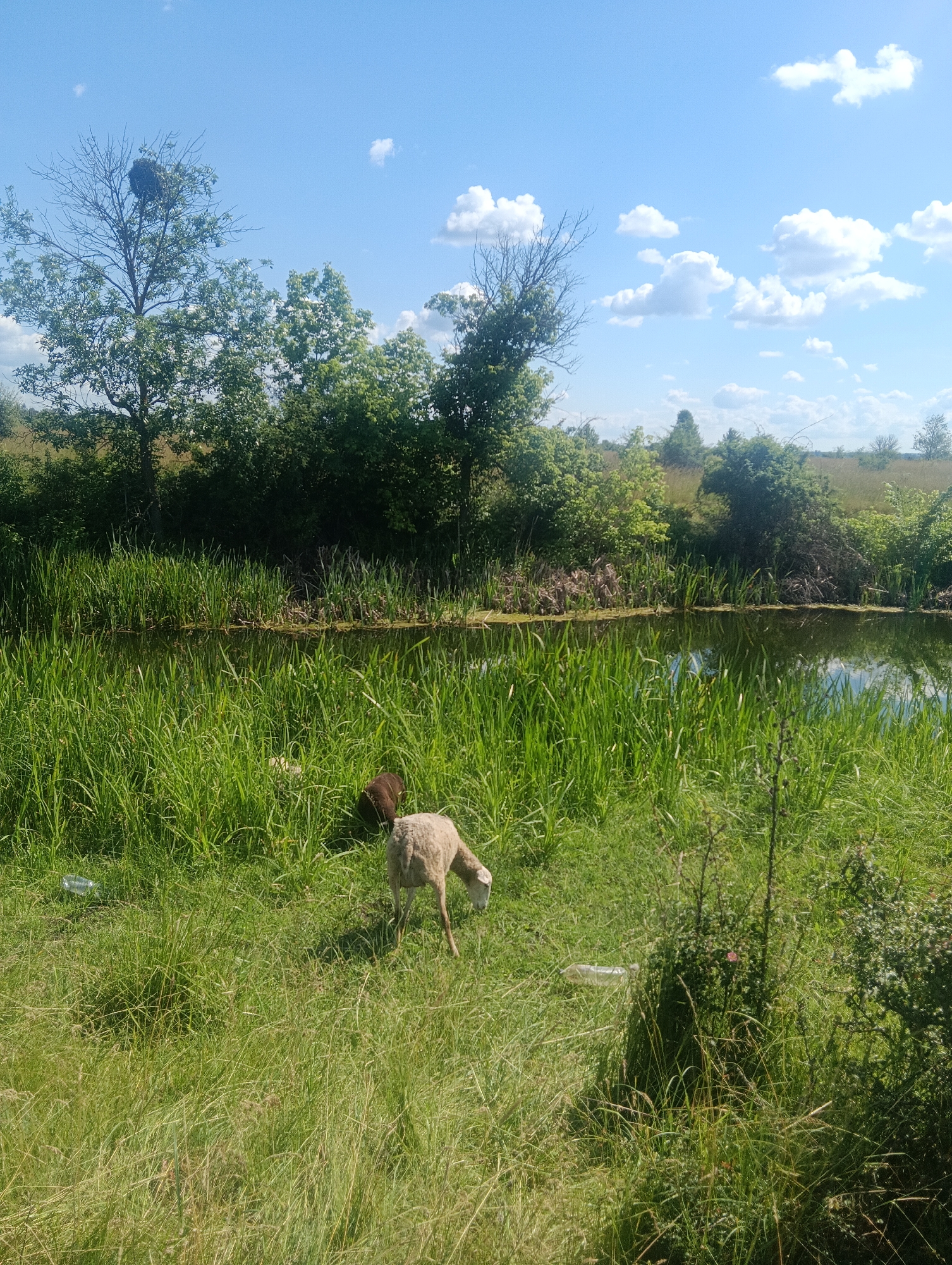 In a grassy field next to a calm body of water, two sheep graze under a bright blue sky scattered with fluffy white clouds. A mature tree with a large nest atop its branches stands in the background, surrounded by lush green foliage. On the grass, a discarded plastic bottle lies near the water's edge. The scene is serene, with the natural elements of the landscape dominating the view.