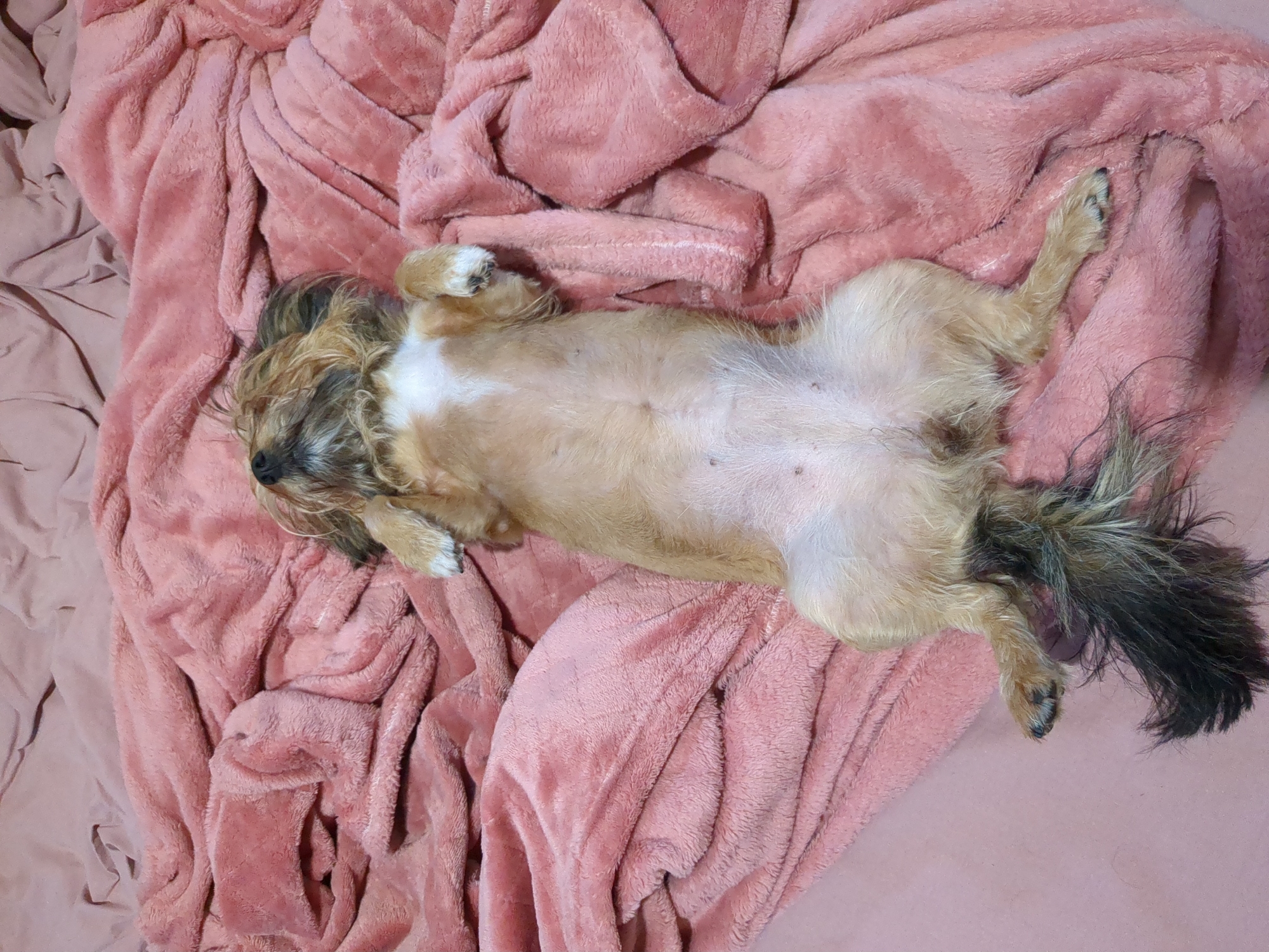A small, tan and white dog is sleeping on its back on a plush pink blanket. The dog's belly is exposed, and its legs are splayed out. Its eyes are closed, and its fur is a bit messy. The blanket is draped over a surface that appears to be a bed or couch. The overall impression is one of comfort and relaxation. The scene is likely indoors, given the presence of the blanket and the implied coziness. The lighting suggests it could be daytime, but it's not definitively indicated. There is no visible text in the image.