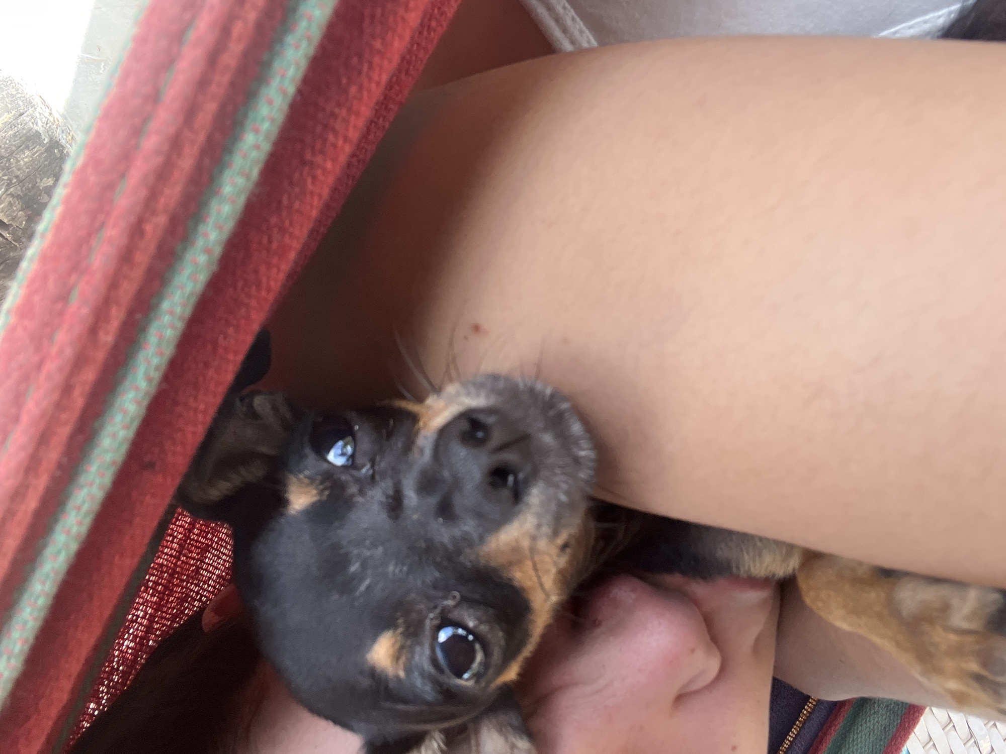 In Juan Griego, Venezuela, a close-up shot captures a small black and tan dog nestled against a person's arm. The dog's head is tilted, and its large, dark eyes are looking directly at the camera. The dog's ears are perked, and its snout is resting on the arm. The person's face is partially visible in the lower left corner, with their nose and cheek showing. The background consists of a red and green striped fabric, likely part of a hammock, which is draped over the subjects. The lighting is soft, suggesting an outdoor setting in natural light. The image is sharp and detailed, focusing on the dog and its interaction with the person.