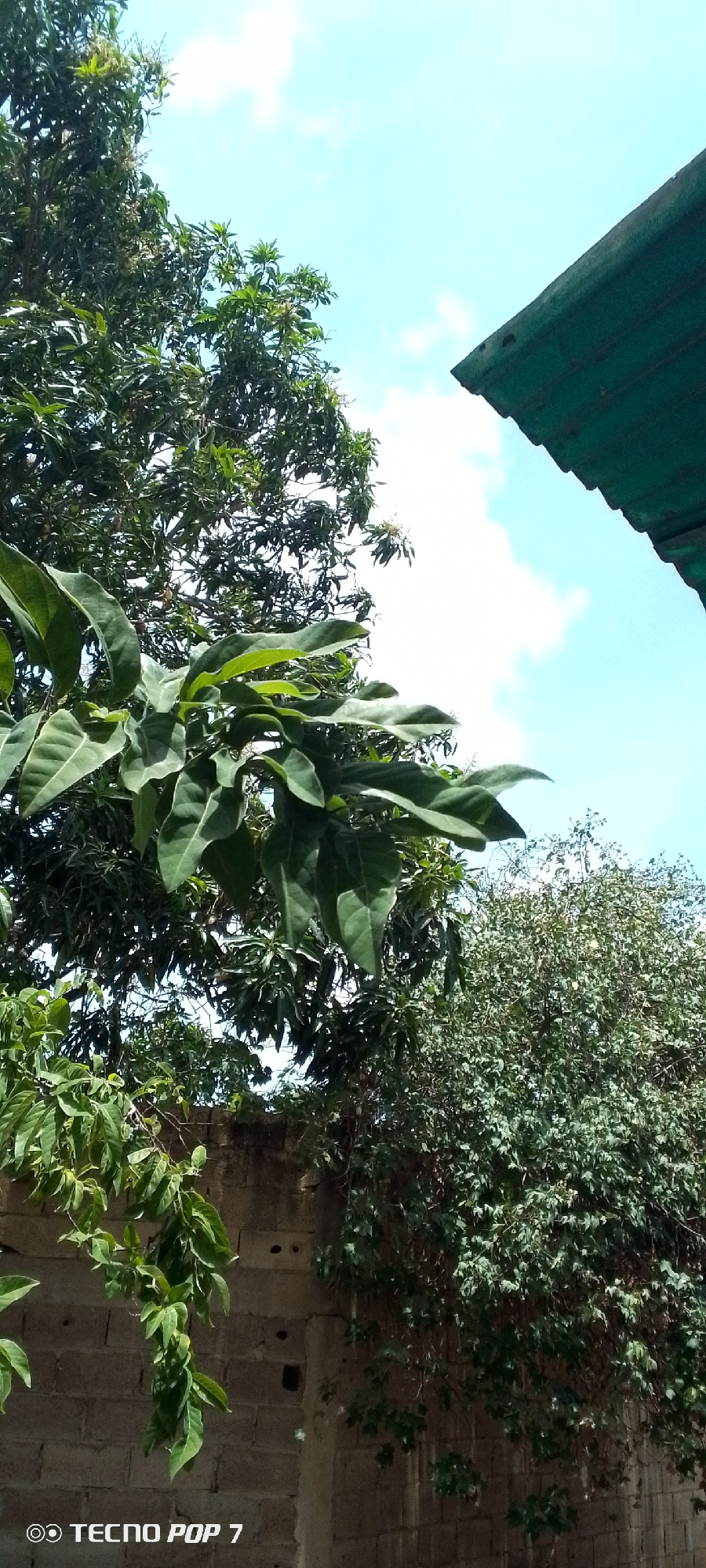 The image shows a view from ground level, looking up at a partially obscured sky with scattered clouds. A green metal roof structure is visible in the upper right corner of the frame. Dense foliage, including trees and vines, dominates the scene. A portion of a concrete block wall is visible, with plants growing over it. The photograph was taken with a TECNO POP 7 phone. The location is possibly Altagracia, Venezuela.