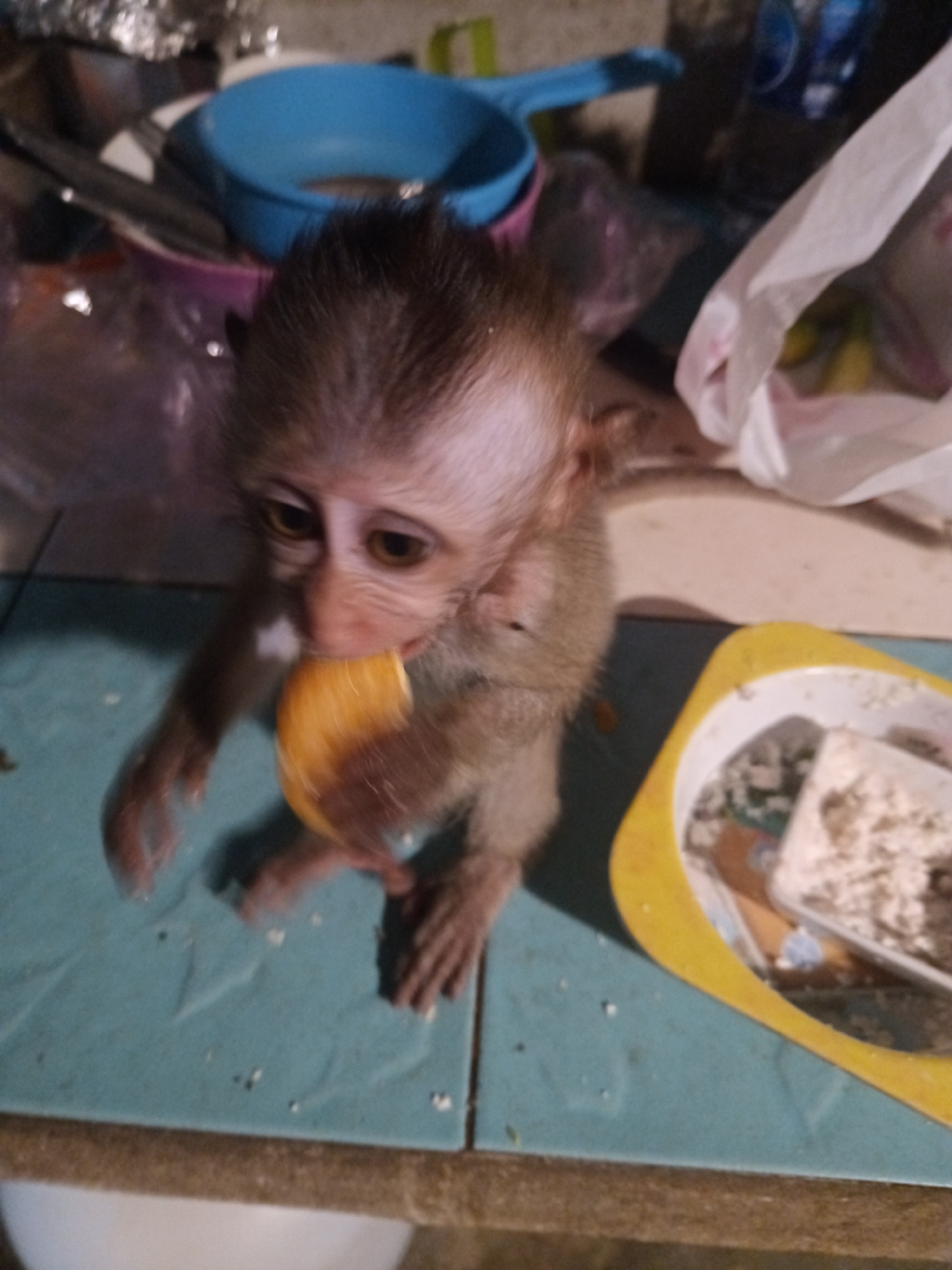 A baby monkey is eating what appears to be a mango. The monkey is on a blue tiled surface, possibly a countertop or table. A yellow bowl with food scraps is visible near the monkey. The location is Baan Thong Nang, Thailand. Other items in the background include cooking utensils and a plastic bag.