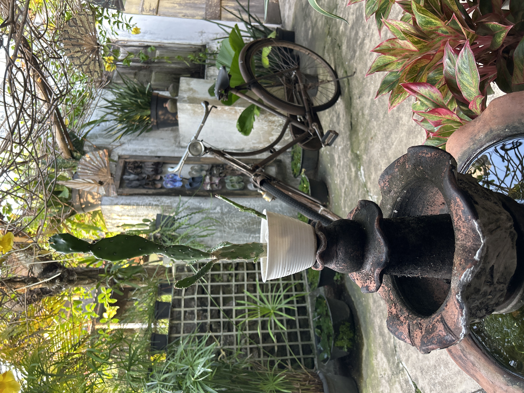 The image captures a charming, slightly overgrown courtyard garden with an old bicycle and various potted plants. The setting appears to be outdoors, possibly a backyard or a patio area, given the concrete ground and the presence of multiple plants. The bicycle, a vintage model with a rusted frame and spoked wheels, leans against a weathered wall covered in climbing vines. It's an object that adds character and a sense of history to the scene.
Dominating the foreground is a rustic terracotta fountain, filled with water that reflects the surrounding greenery. A potted cactus with paddle-shaped leaves stands in front of the fountain, its white plastic pot providing a contrast to the earthy tones of the fountain. Surrounding the cactus are other potted plants, some with spiky leaves and others with broader foliage, creating a lush, jungle-like atmosphere. In the background, more plants are visible, including a vibrant Aglaonema with pink and green leaves, and further back, steps leading up to a doorway or window. Two decorative fans, one larger and one smaller, are mounted on the wall, adding an artistic touch.
The time of day seems to be daytime, with sunlight filtering through the foliage, casting dappled shadows on the ground. There are no people visible in the image. The overall mood is one of tranquil abundance, a cozy and somewhat wild garden space. The location cues, such as the style of the architecture and the types of plants, suggest a tropical or subtropical climate, consistent with Banguntapan, Indonesia. There is no visible text in the image.