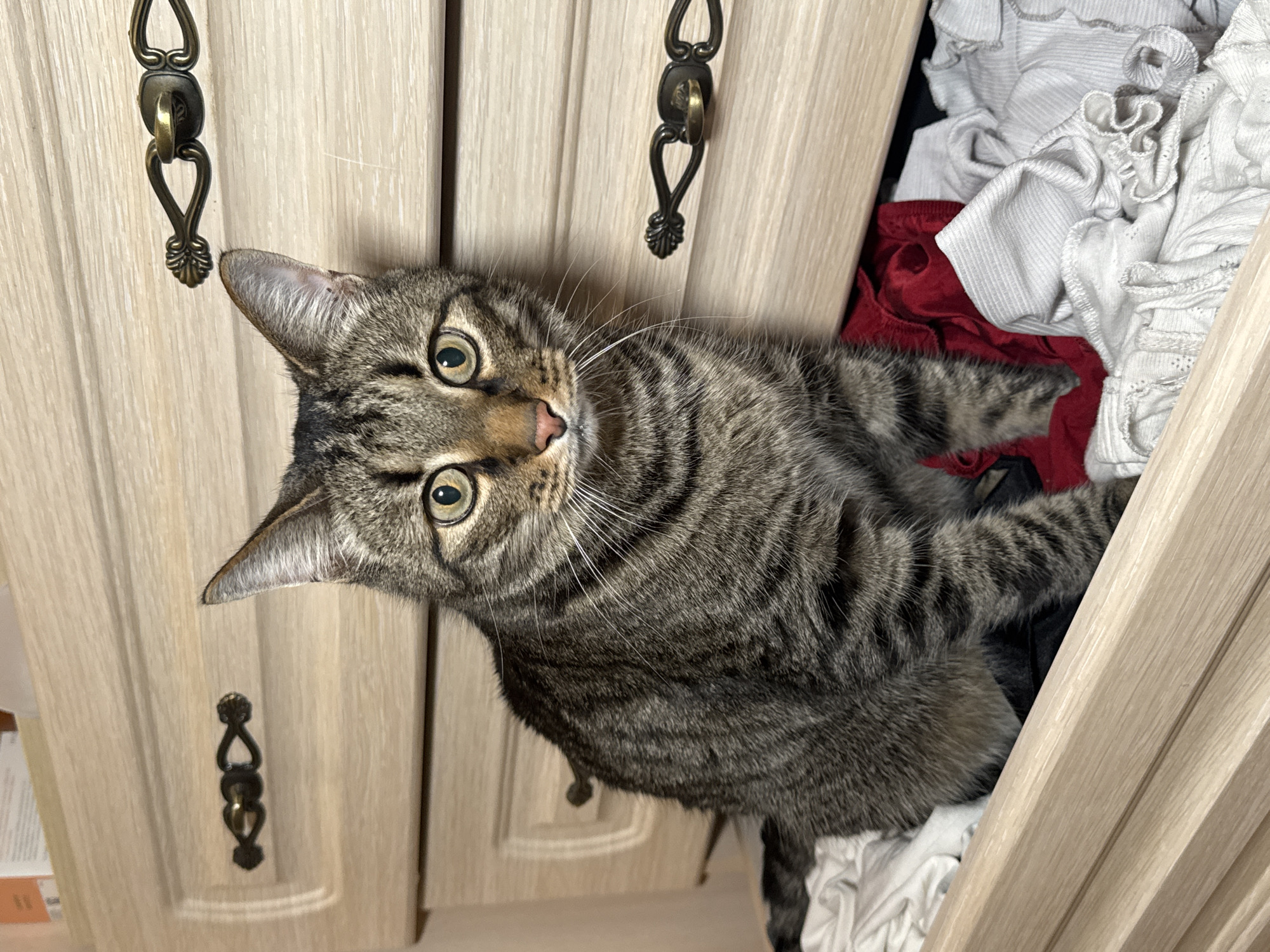 A tabby cat sits in a partially open closet filled with folded white and red clothing. The closet has light-colored wooden doors with ornate bronze handles. The cat is facing the viewer with its head tilted slightly to the left. The location is unknown and not verifiable as Chaikovsky, Russia.