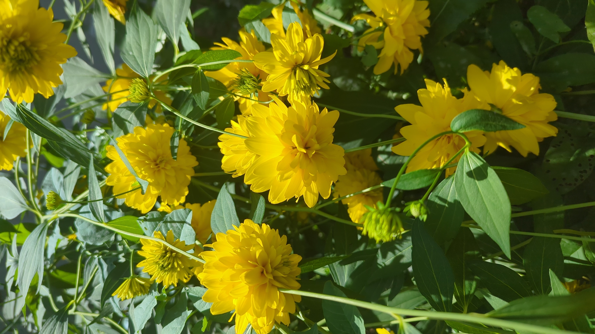 This is a close-up, vertical, eye-level shot of a cluster of bright yellow, fully bloomed flowers, likely a variety of Echinacea or a similar daisy-like flower with dense, ruffled petals. The flowers are predominantly in focus, with some green leaves and stems visible around them, creating a lush, garden-like setting. The lighting suggests a sunny day, with shadows dappling the foliage and highlighting the textures of the petals. The background is blurred, further emphasizing the flowers. The image appears to be taken in an outdoor urban environment, possibly a public garden or a residential backyard in Montreal, Canada, given the abundance of greenery and the sunny disposition of the flowers, indicative of a temperate climate in bloom. There are no people, animals, or man-made structures prominently featured in the scene.